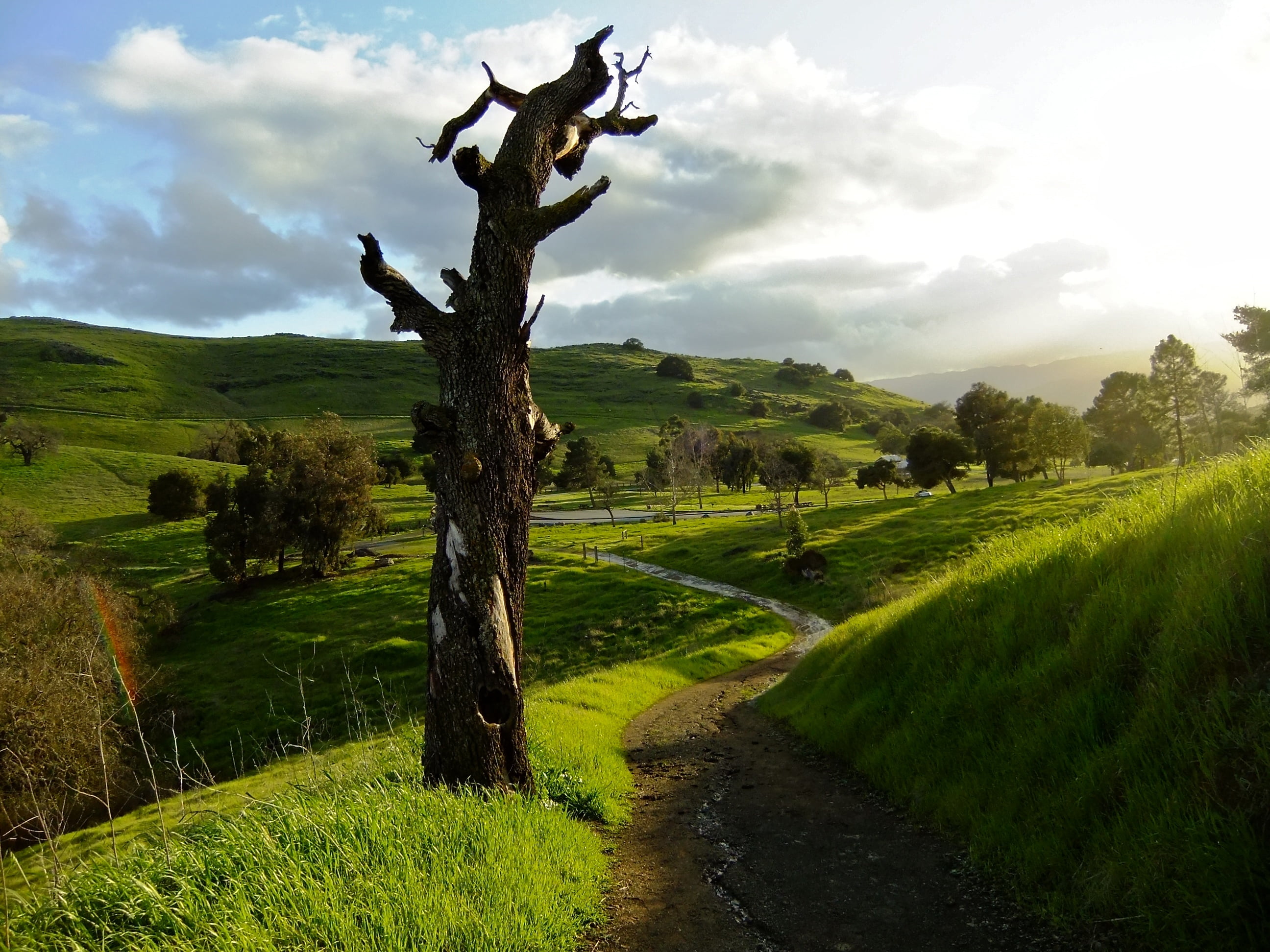 pathway with green grass field, View, Springs, Trail, santa teresa county park