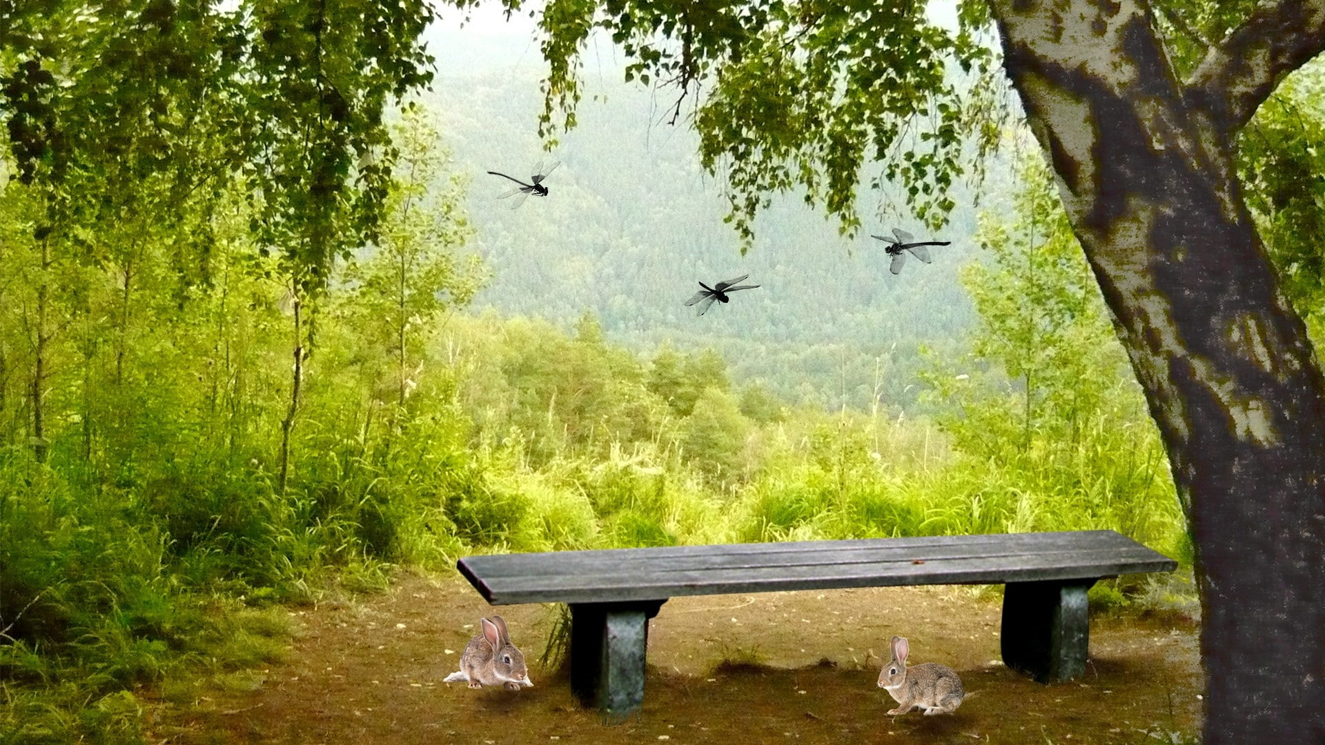 bench, nature, park bench, seat, furniture, furnishing, chair