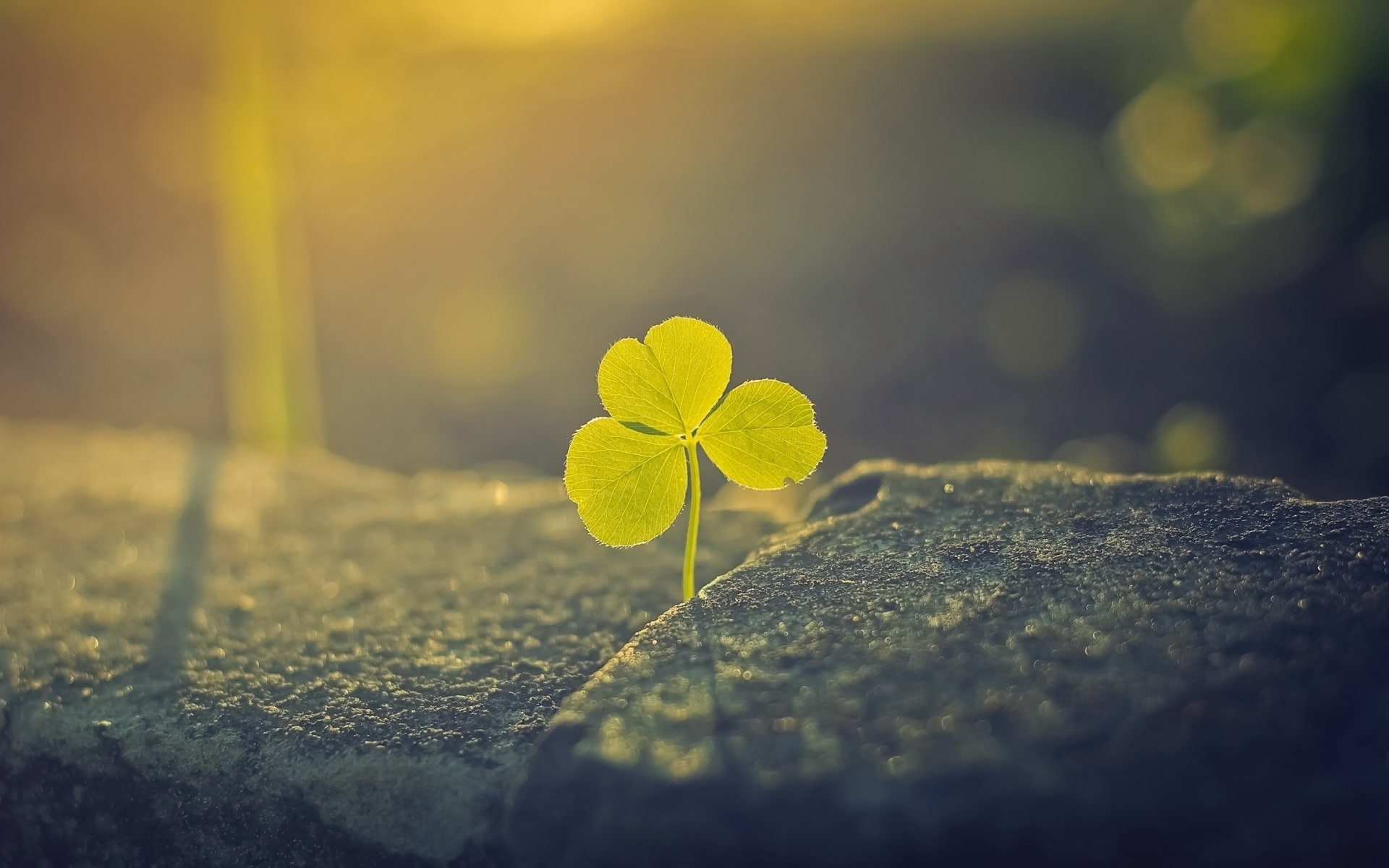 macro, clover, light