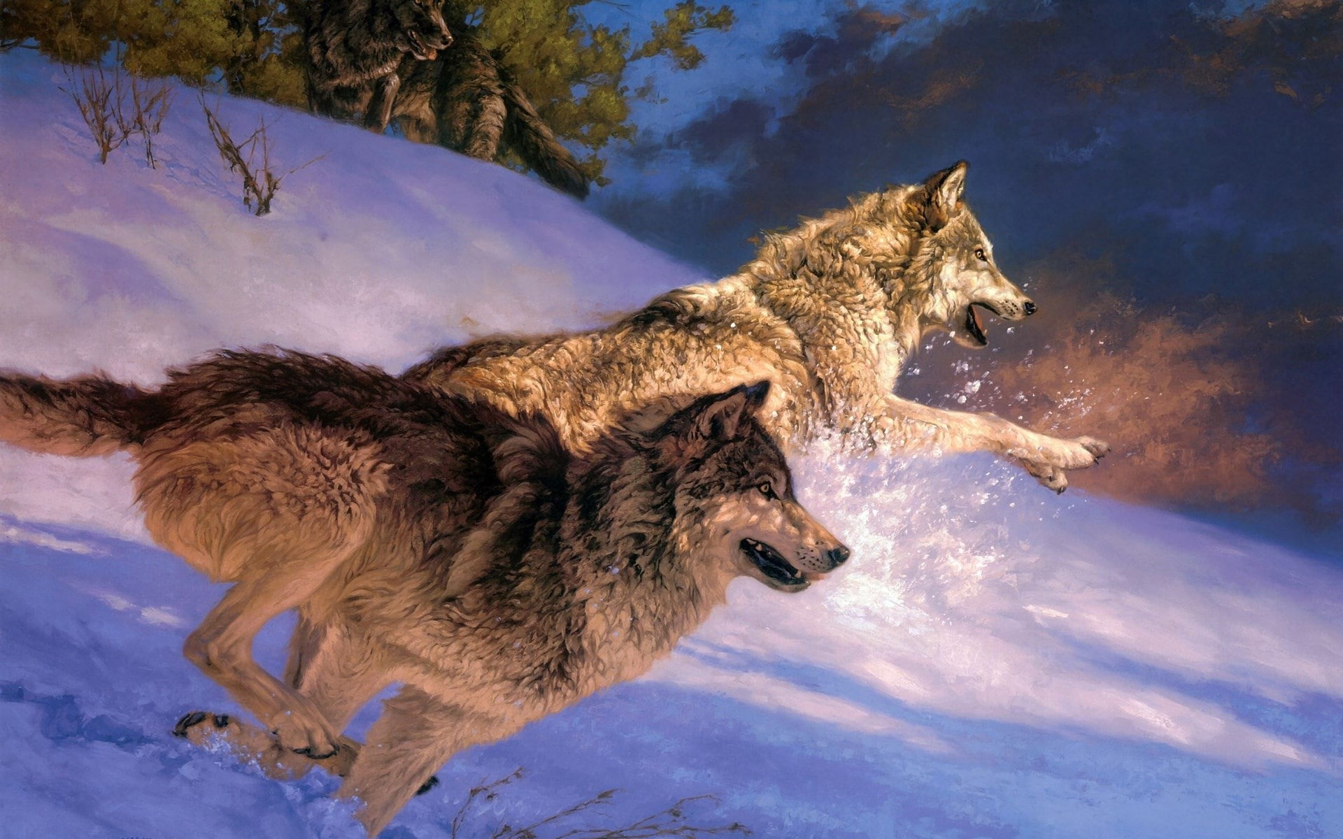 wolf