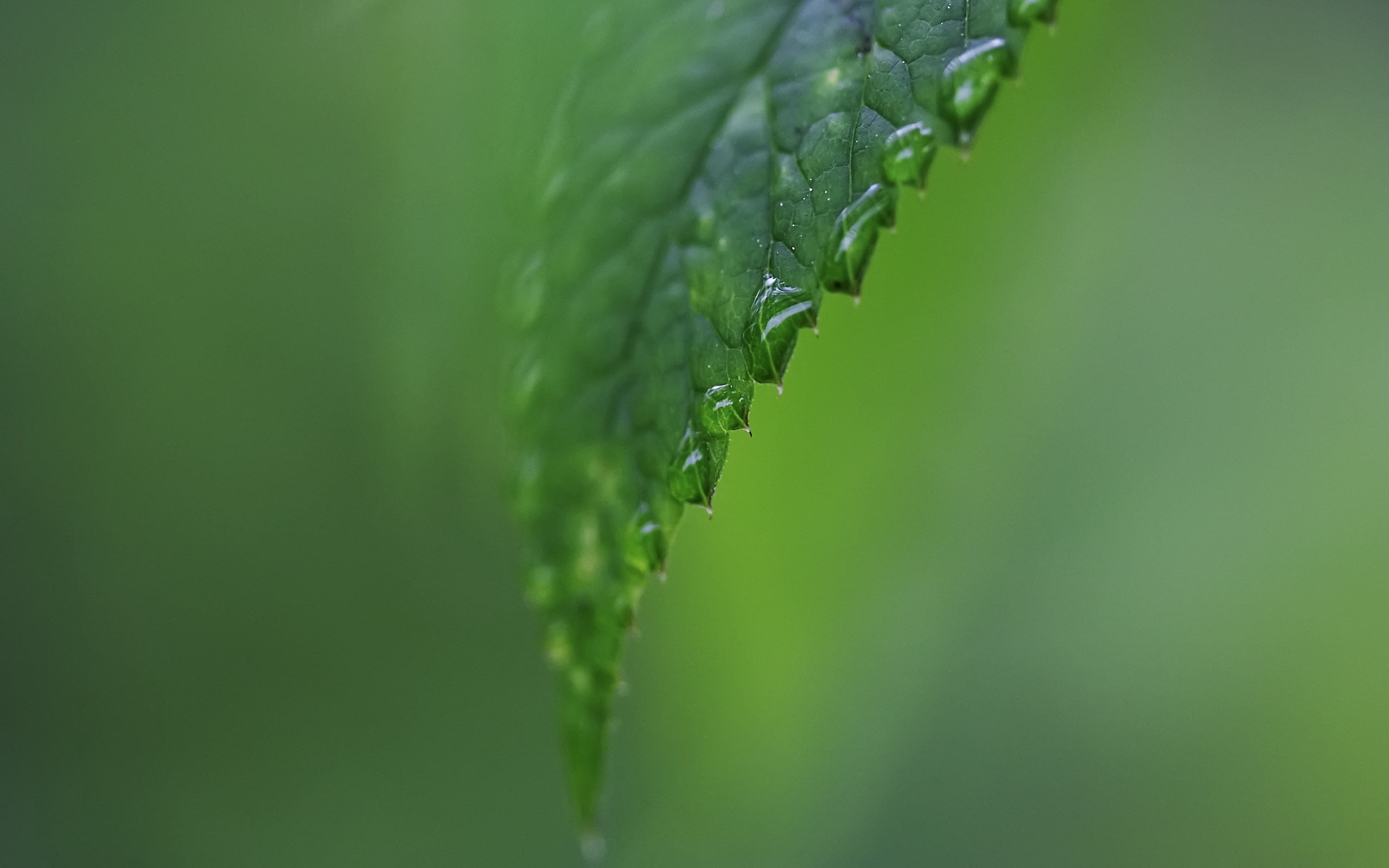 green leafg, carved, moisture, form, light, green color, close-up
