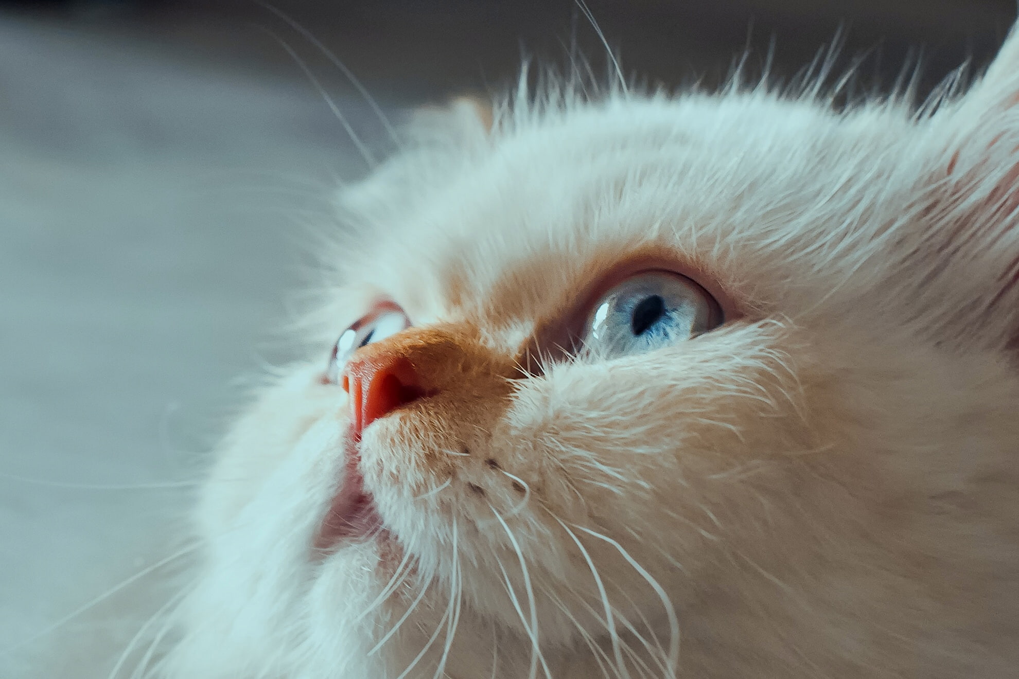 cat, look, muzzle, blue eyes, Himalayan cat
