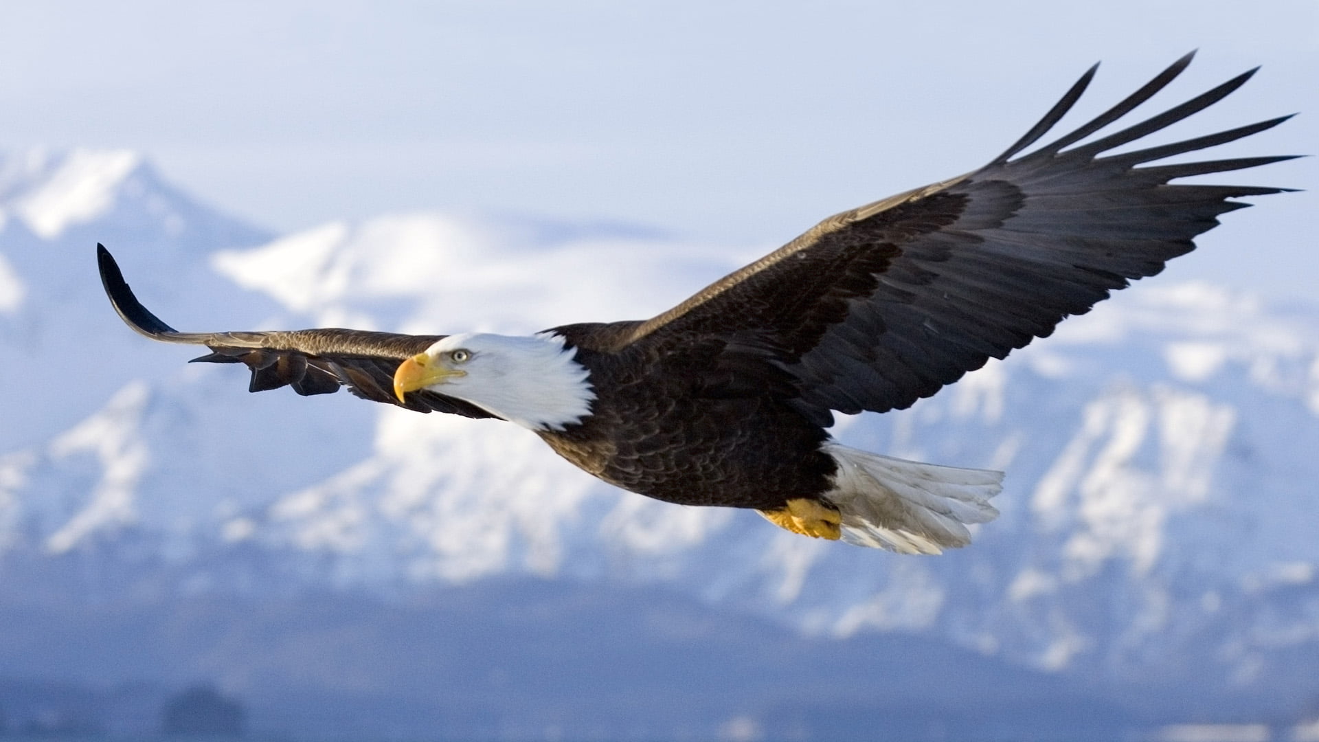 American eagle, flying, bald eagle, nature, landscape, animals