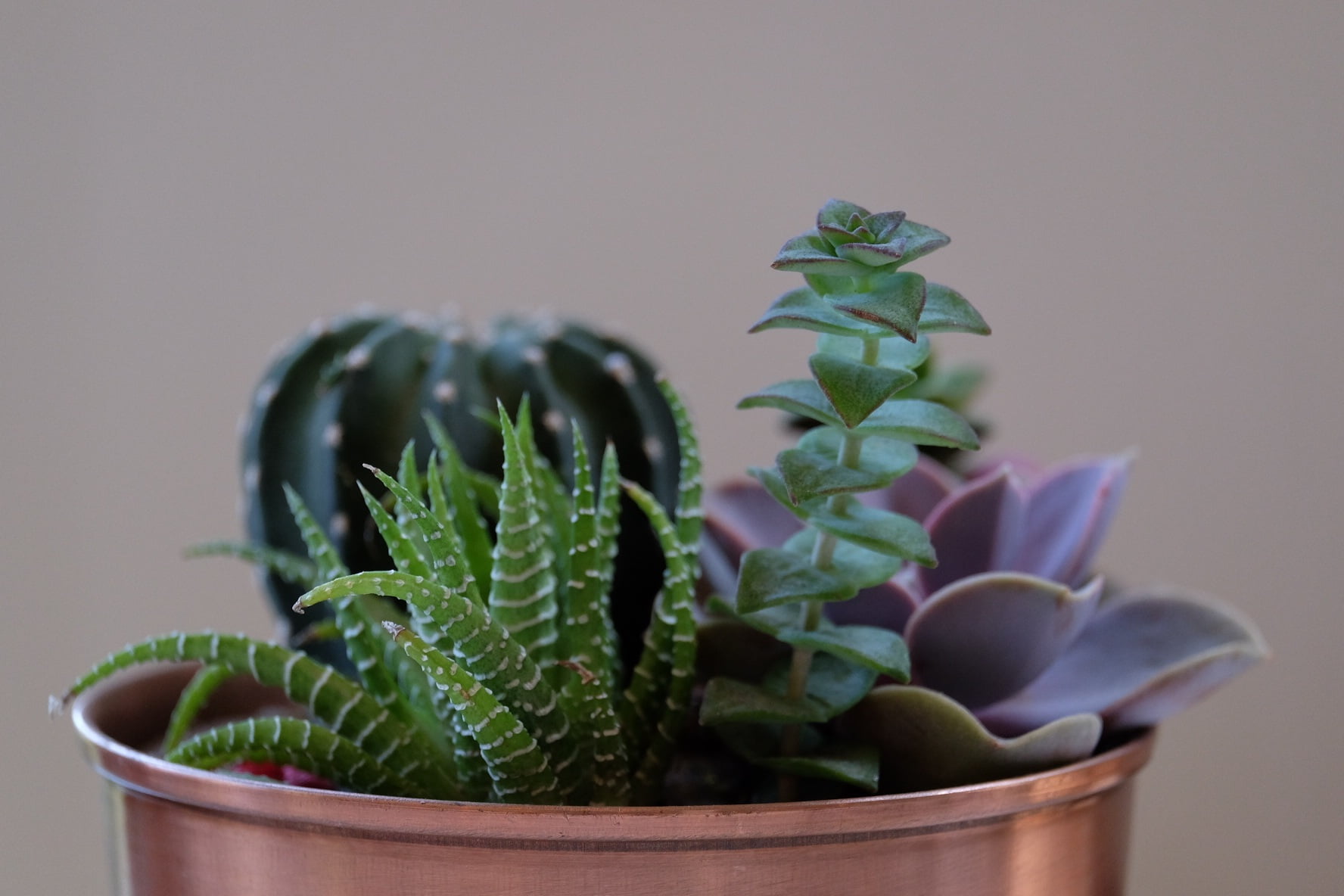 green succulent plant, flowers, pot, houseplant, potted plant