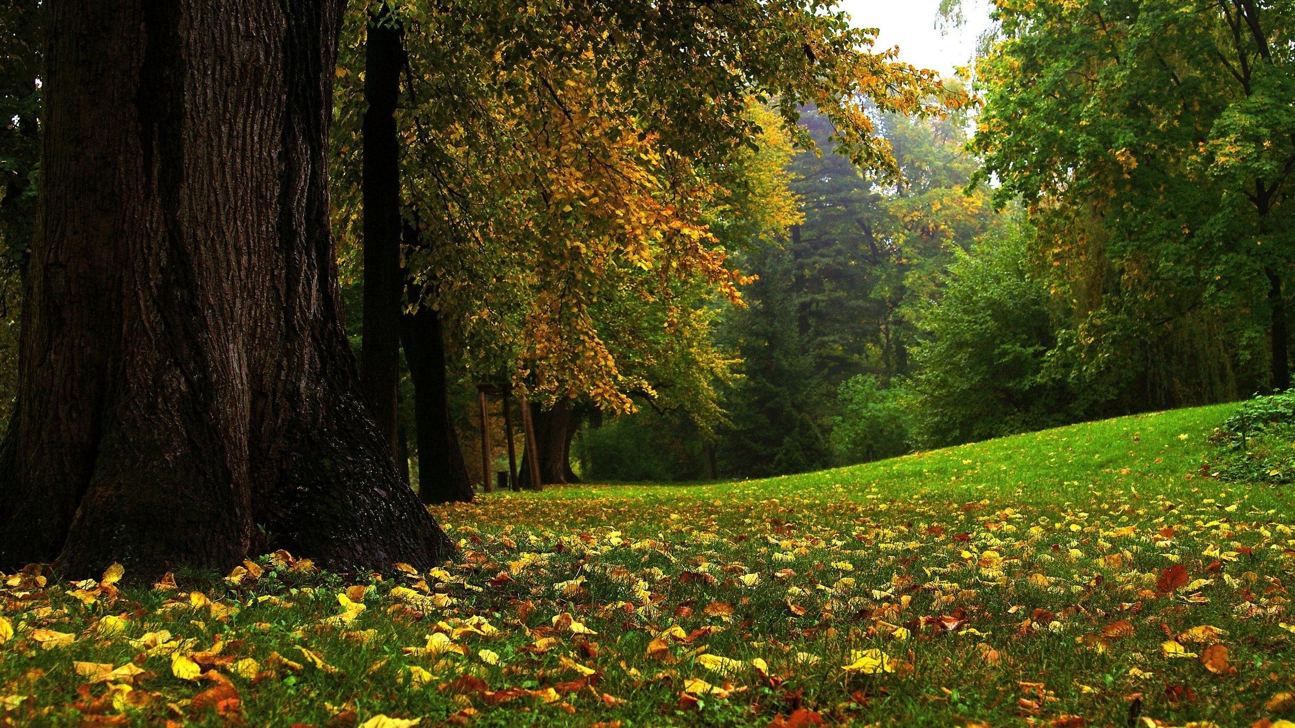 nature, 2560x1440, Forest, tree, autumn, forest mural, autumn forest