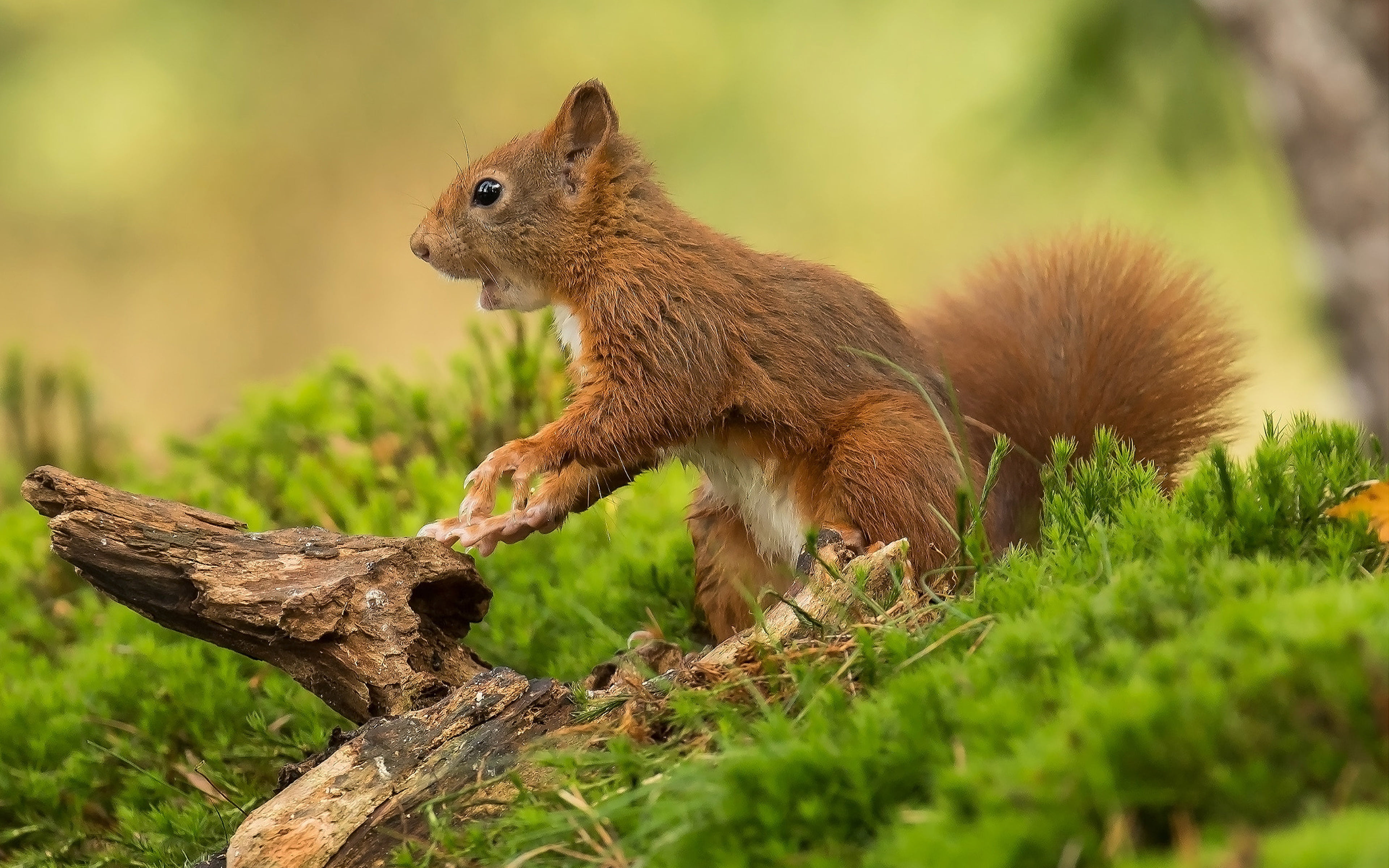Animals Rodent Red Squirrel Kind Of Squirrel In Gen Sciurus That Is Honored Across All Eurasia Desktop Wallpapers Hd For Mobile Phones And Laptops 3840×2400
