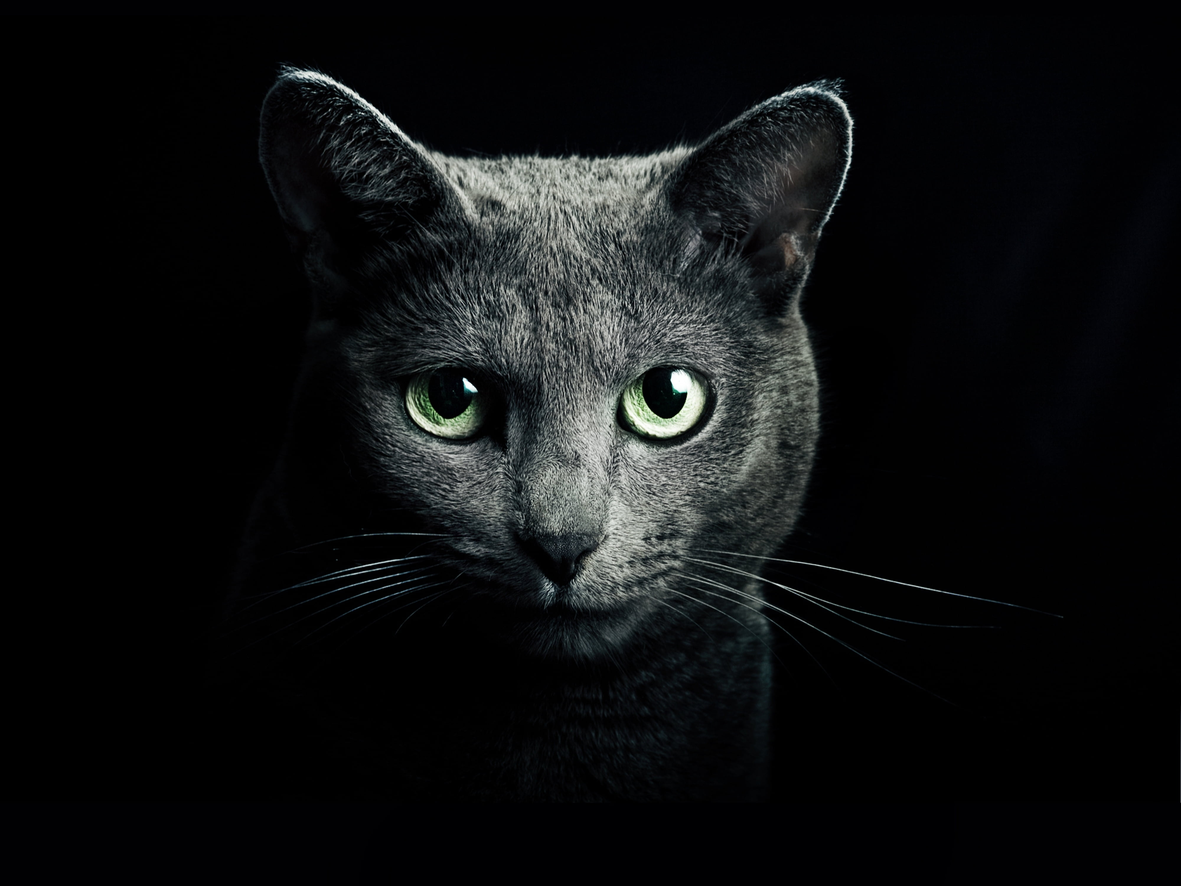 gray cat digital wallpaper, black, breed, russian, blue eyes