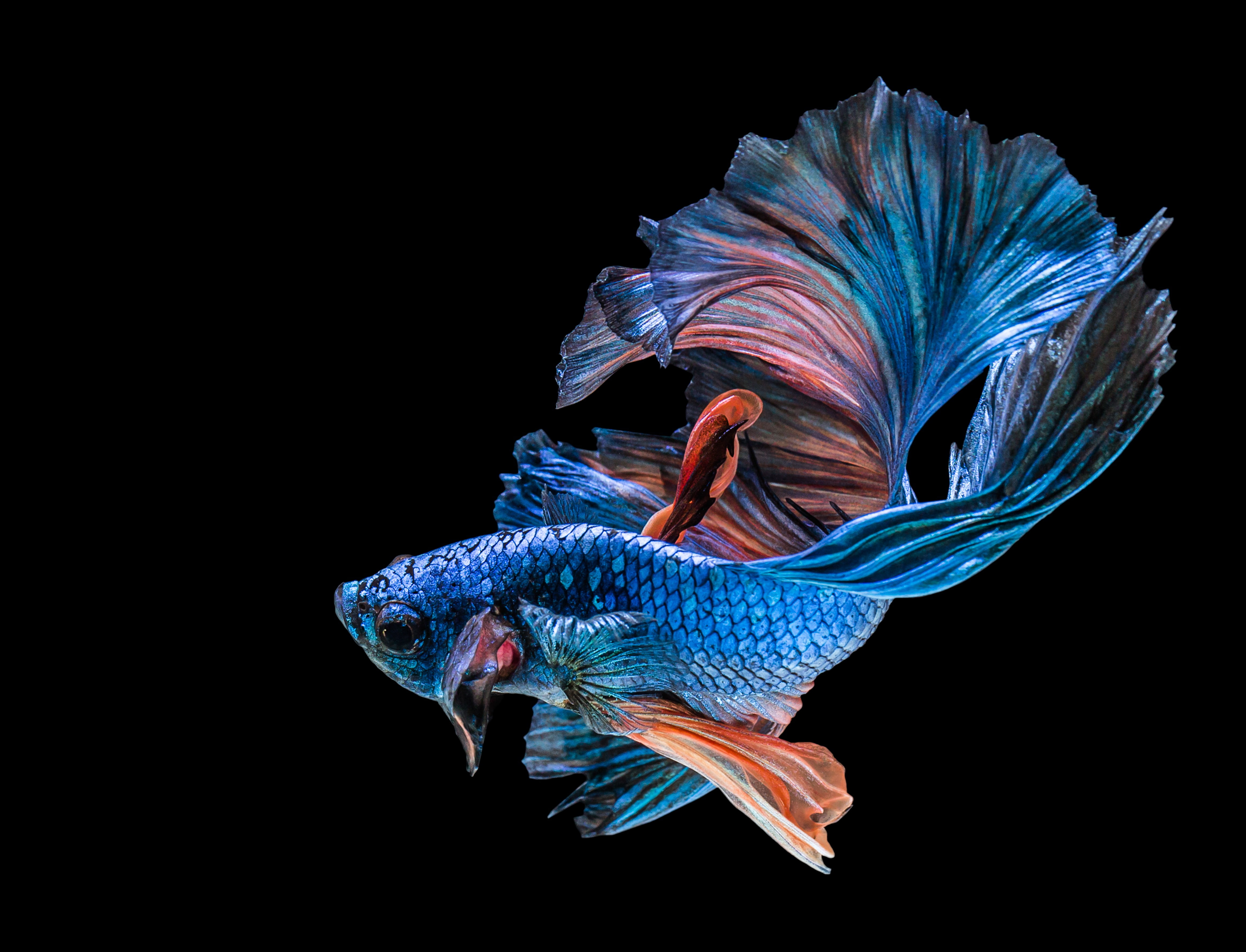 Free download | HD wallpaper: blue betta fish, black, siamese Fighting