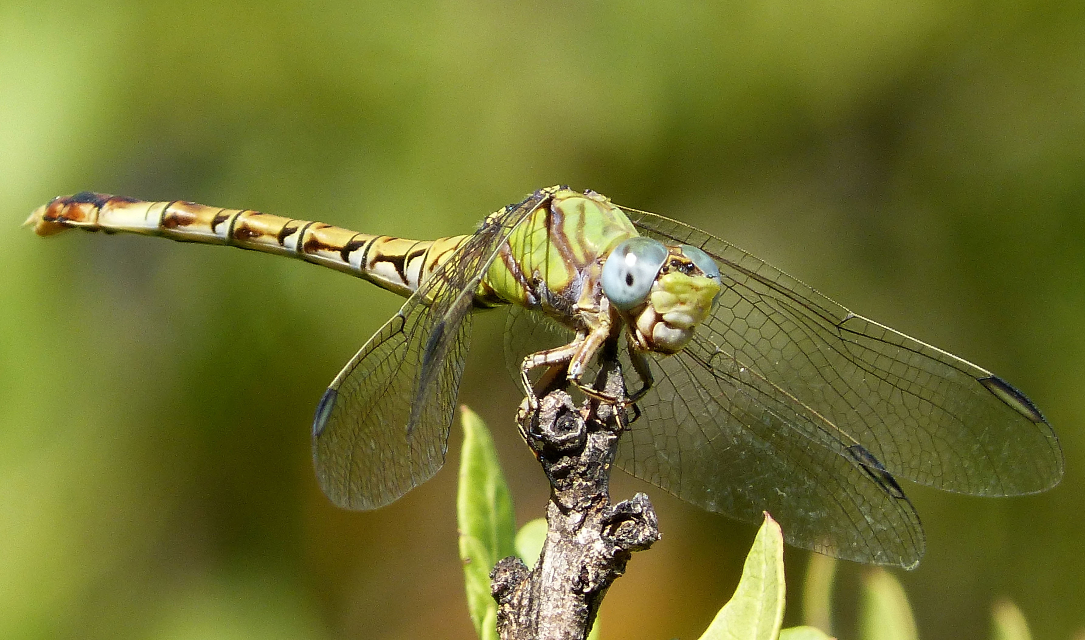 macro photography of dragonfly, Paragomphus genei, Paragomphus  genei