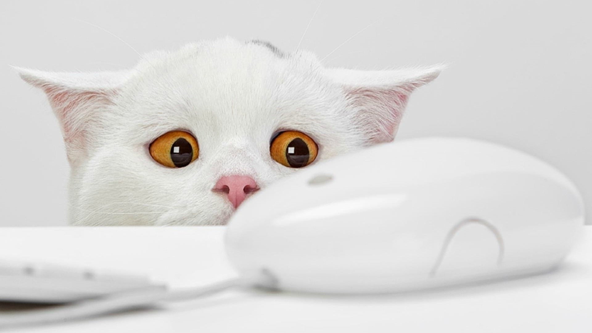cat animals white bright orange eyes computer computer mice