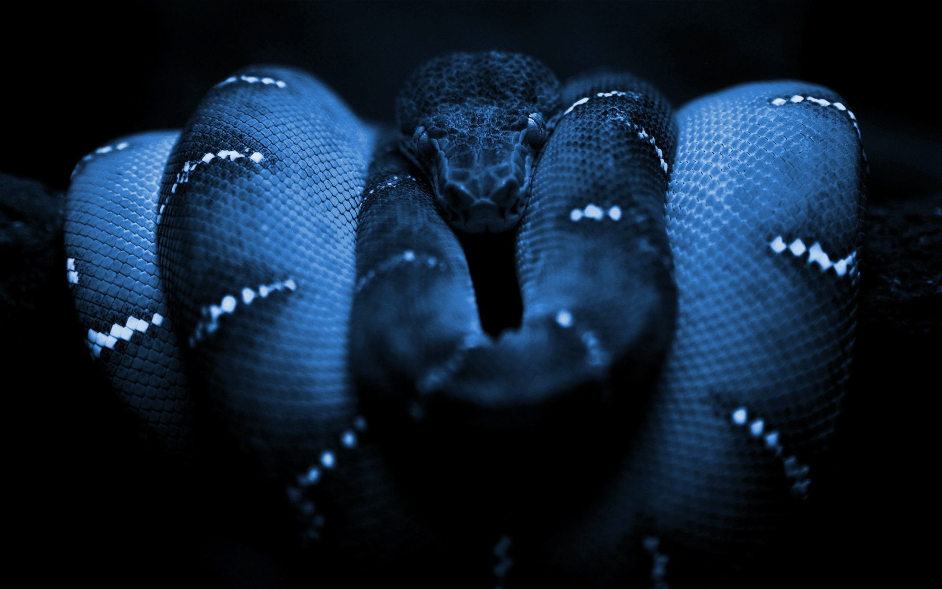 Reptiles, Python