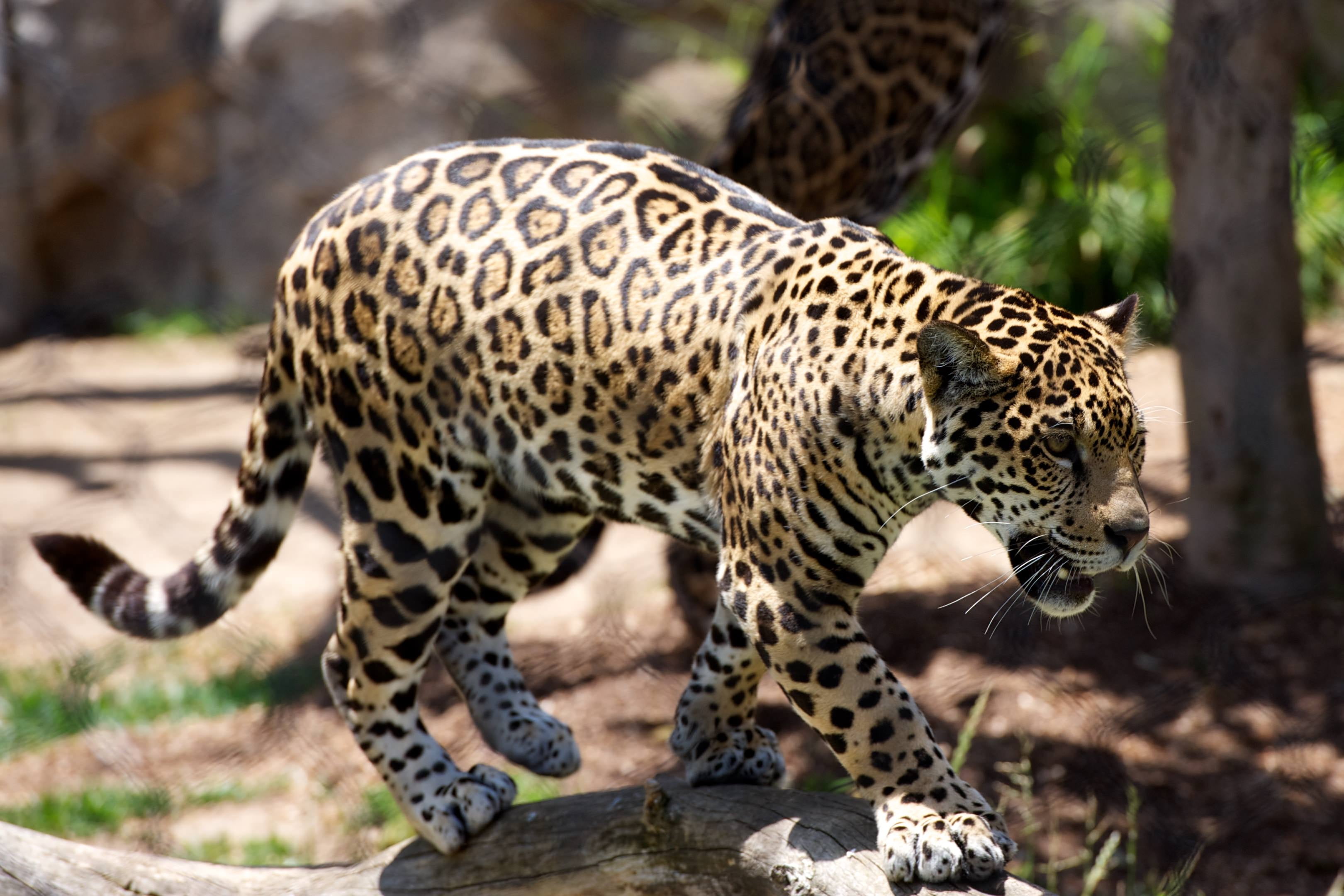 brown leopard, cheetah, predator, wildlife, animal, safari Animals