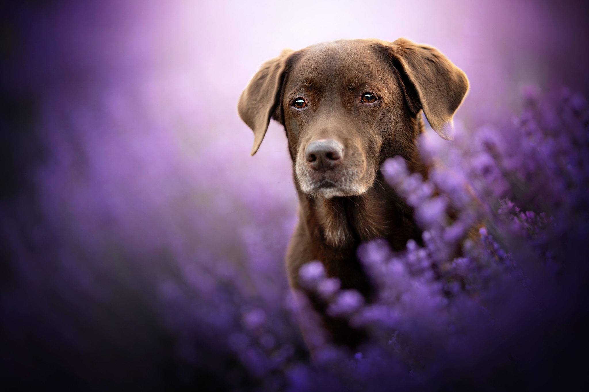 Dogs, Labrador Retriever, Flower, Lavender, Pet