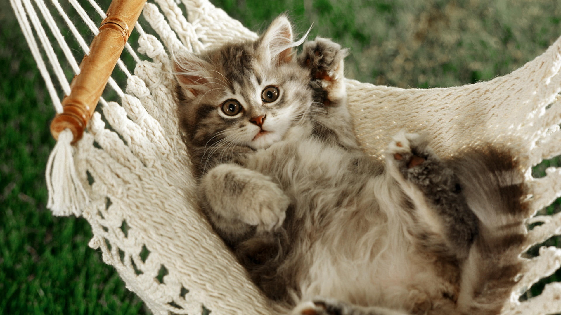 The cat lying in a hammock