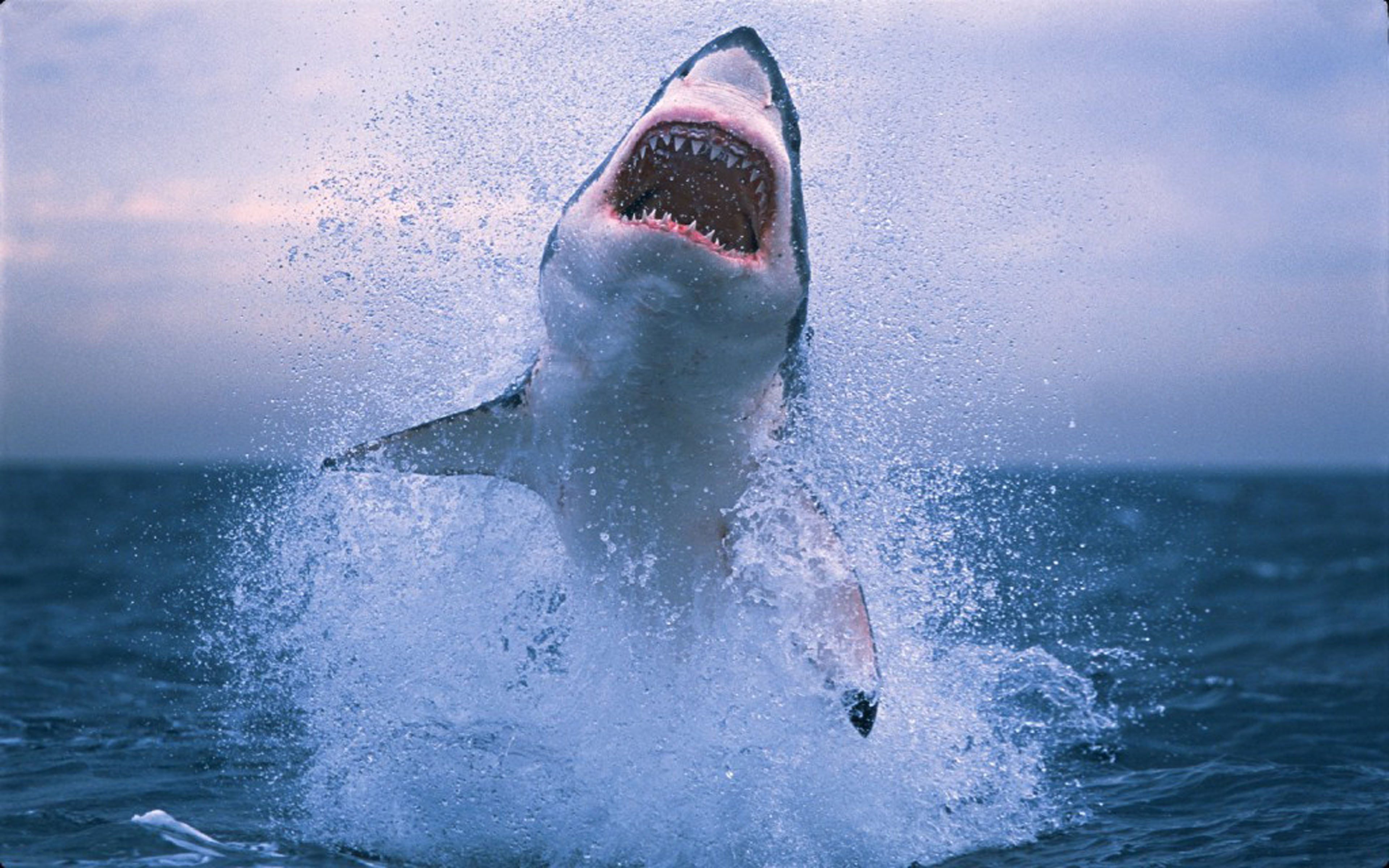 Great White Shark Animal Wallpaper For Dekstop 3840×2400, sea