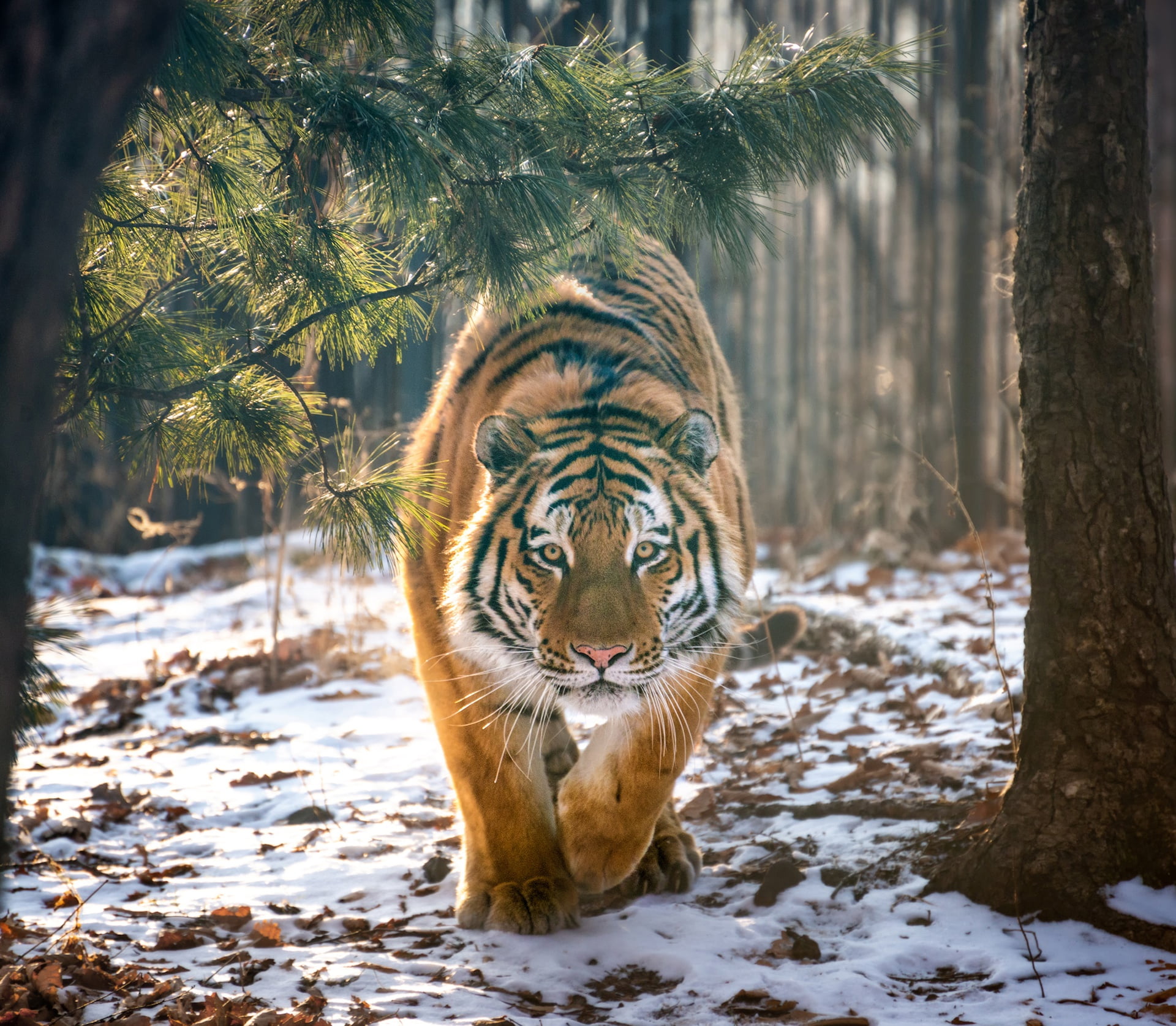 tiger, big cats, animals, snow, mammals