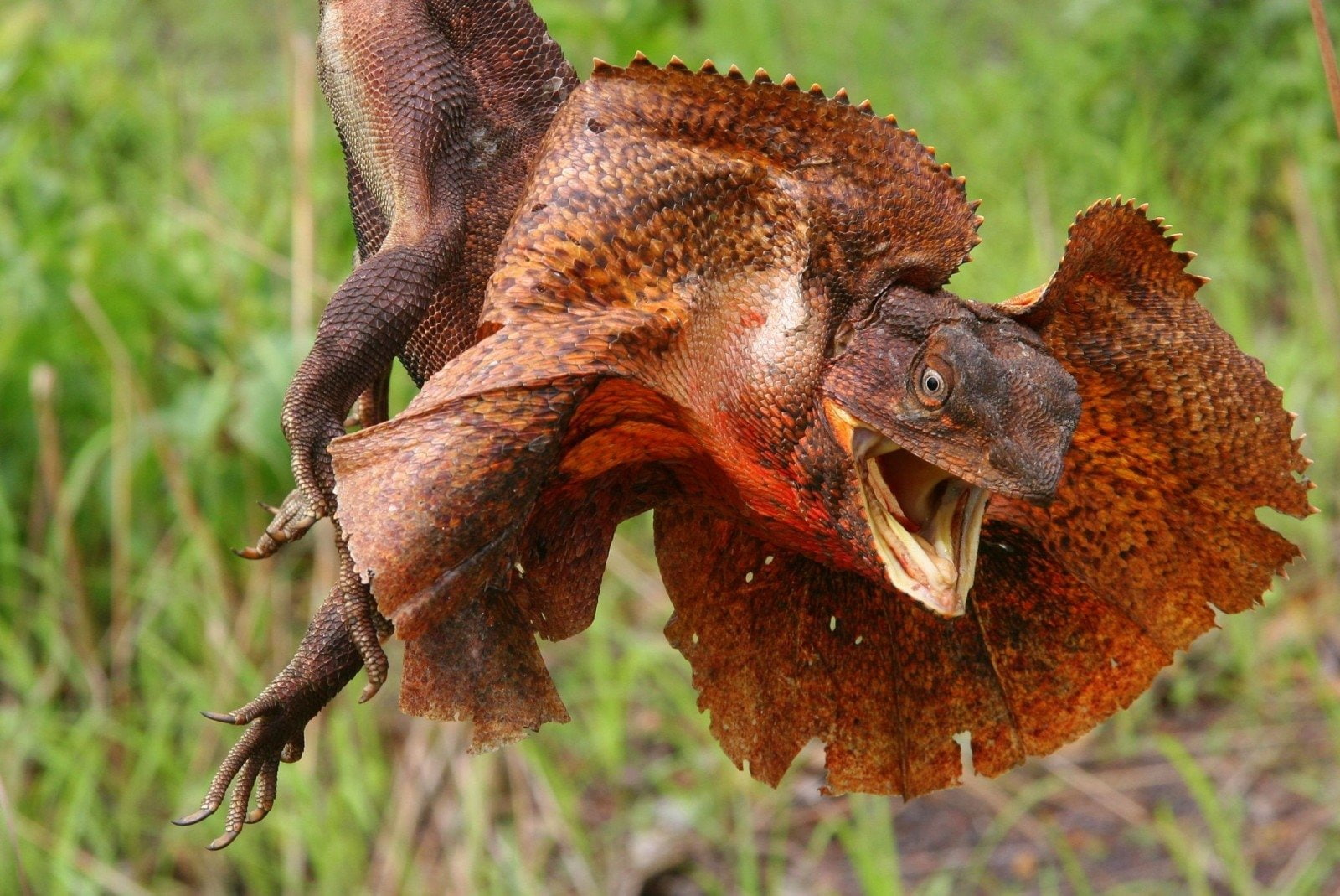 Animal, Frilled-neck lizard