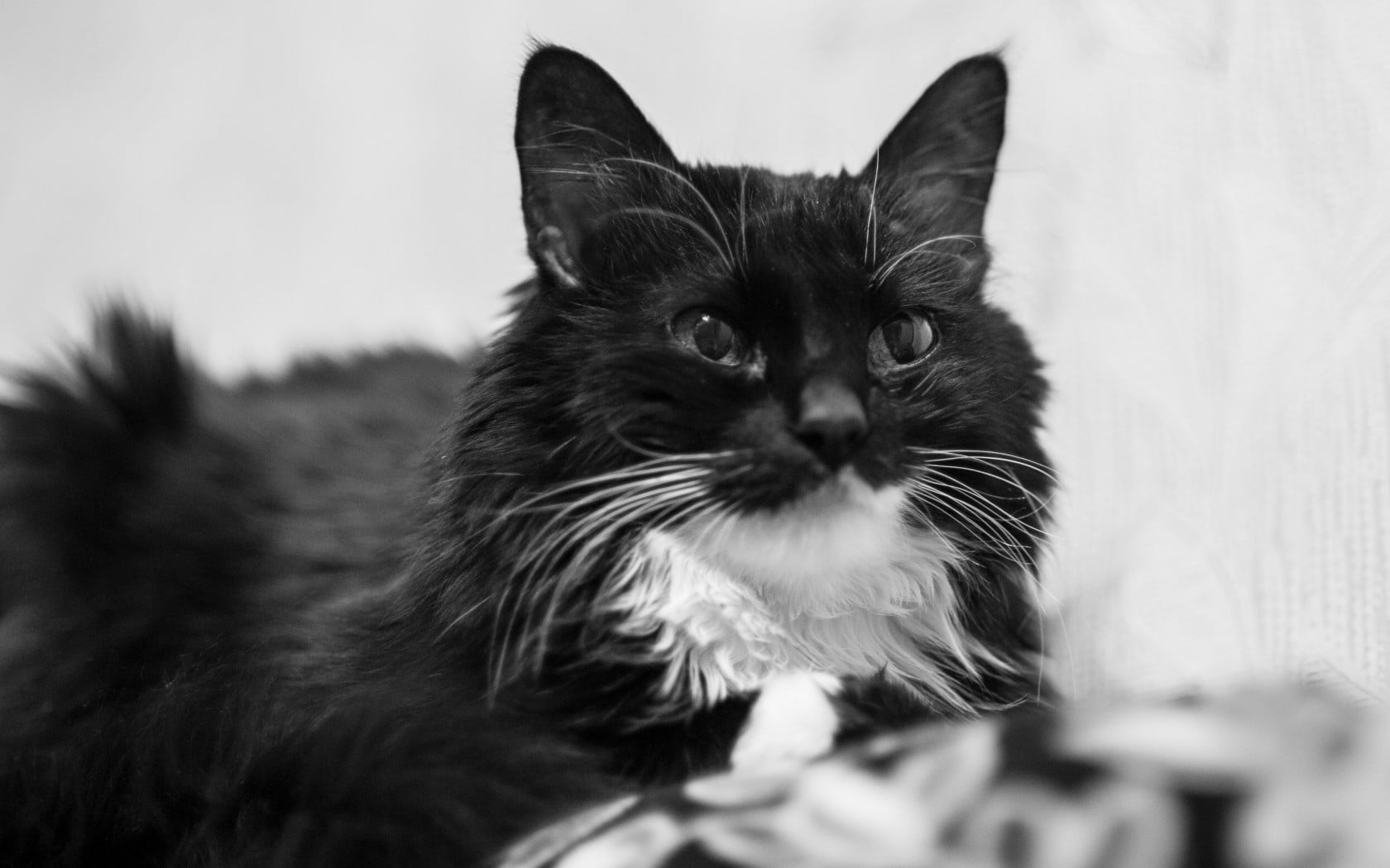 black and white cat, couch, eyes, smile, pets, animal, domestic Cat