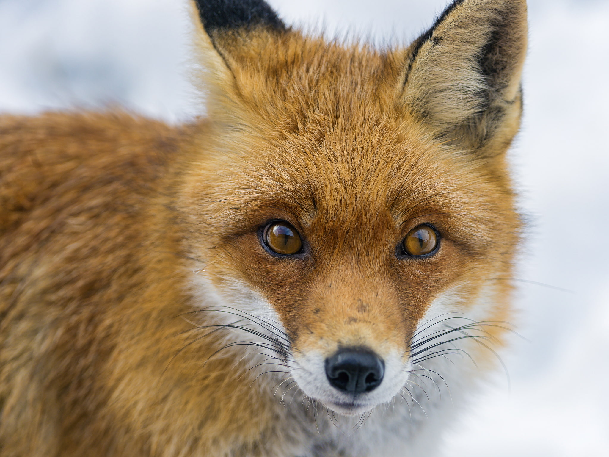Fox, look