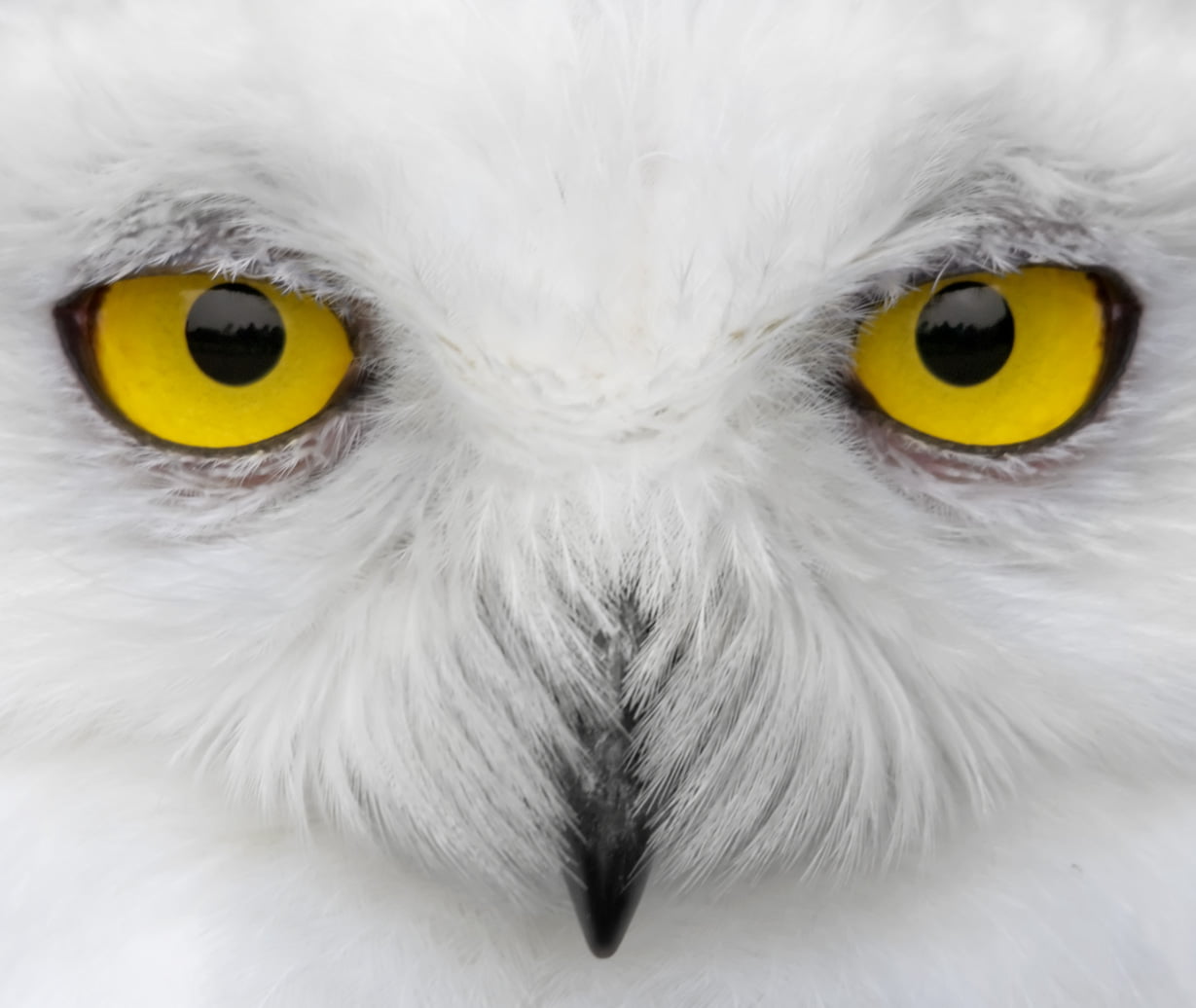 yellow Owl eyes, Look into my eyes, snowy  owl, snowy owl, white
