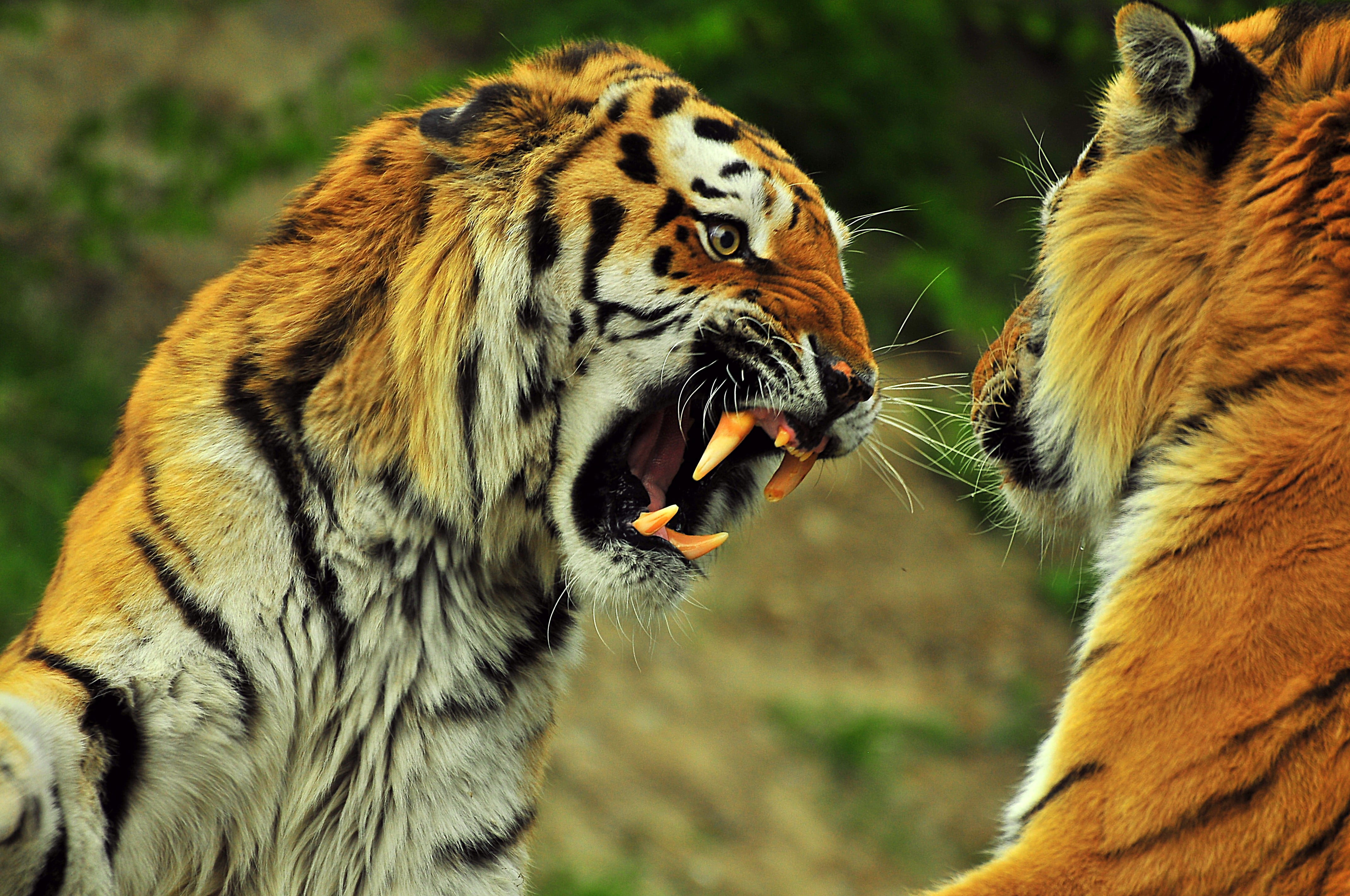two tigers, Big Cat, D300, Tigres, Nikon, Animals, Nature, Color