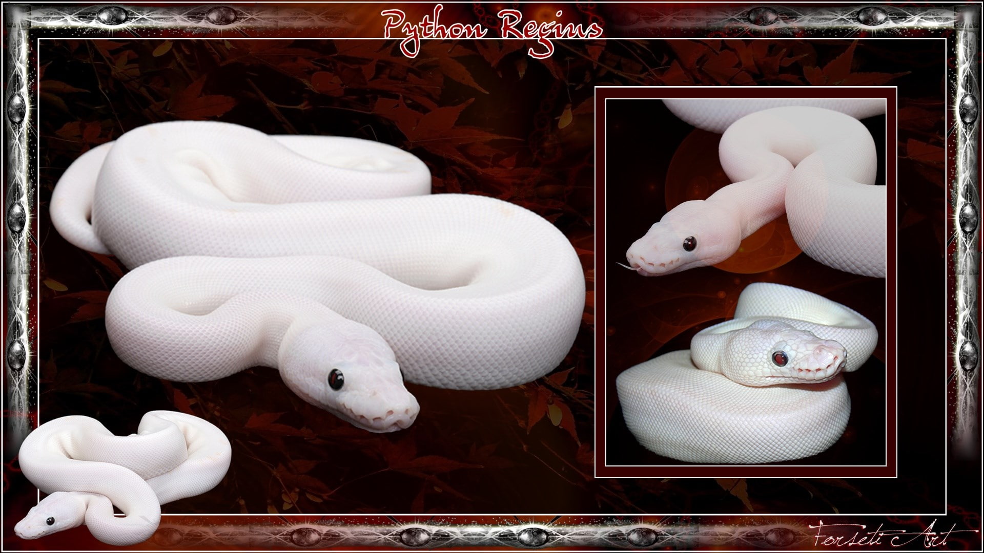 python