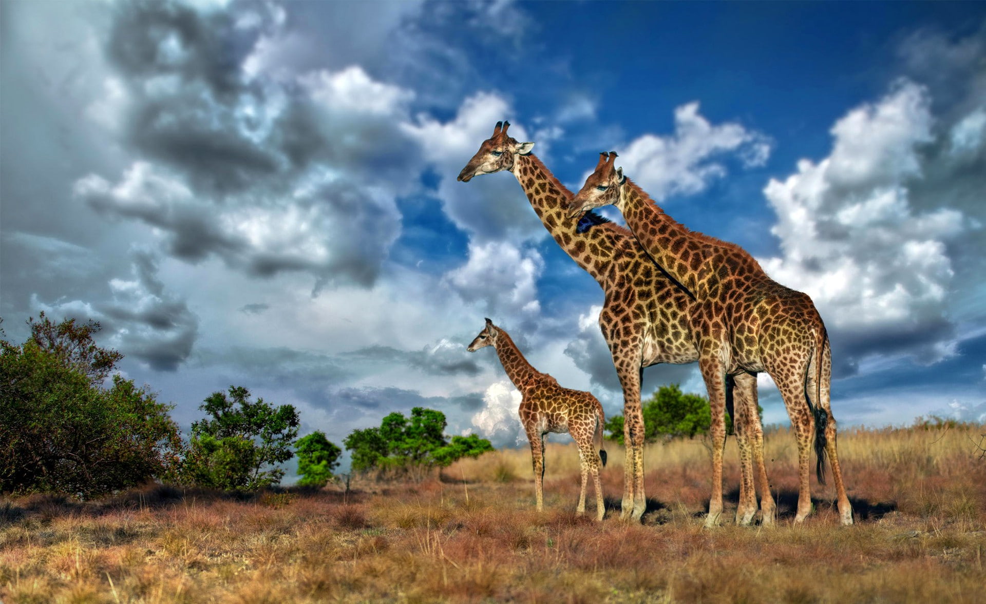 Africa, giraffe, savannah, giraffe family, sky, clouds