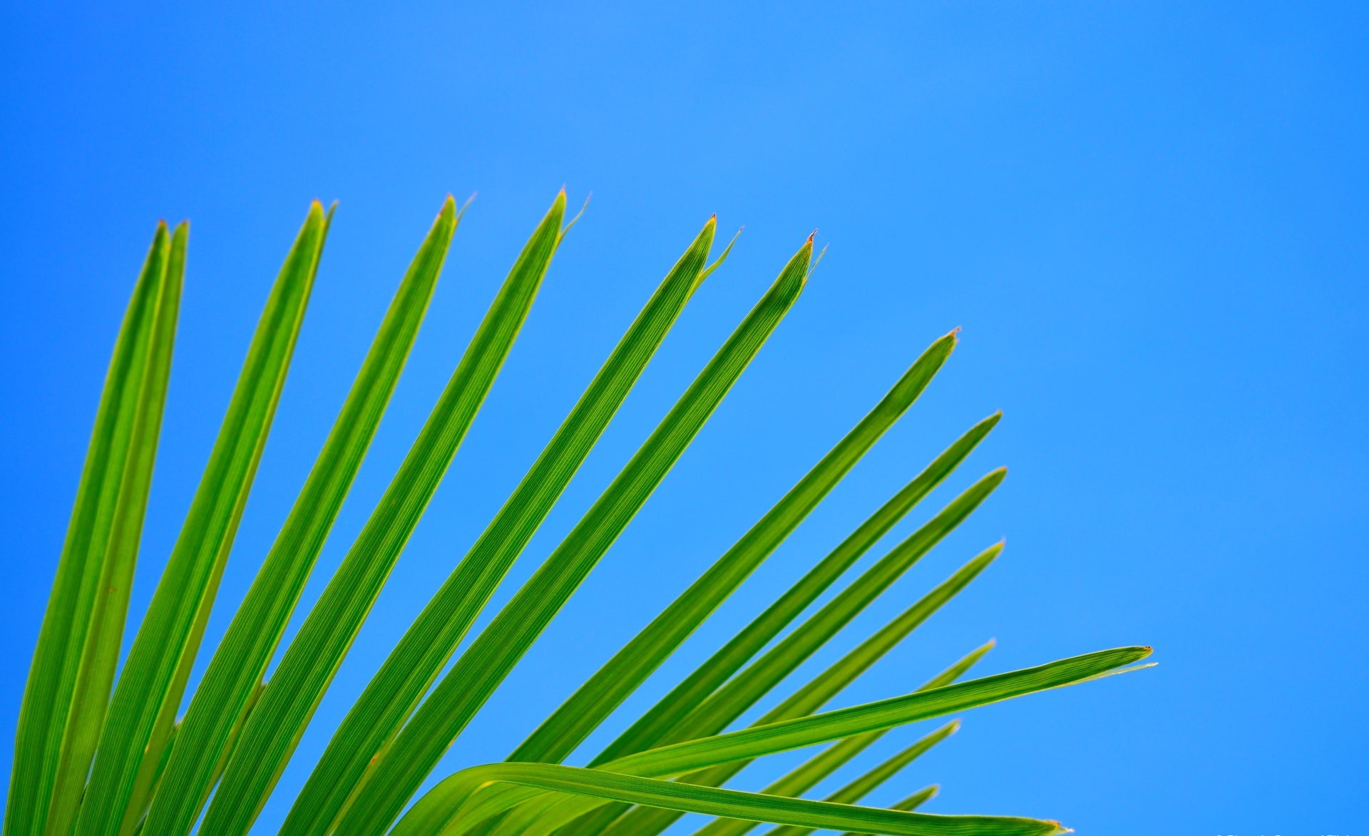 Palm, Nature, Sun and Sky, arvore, tree, green, ceu, blue, verde