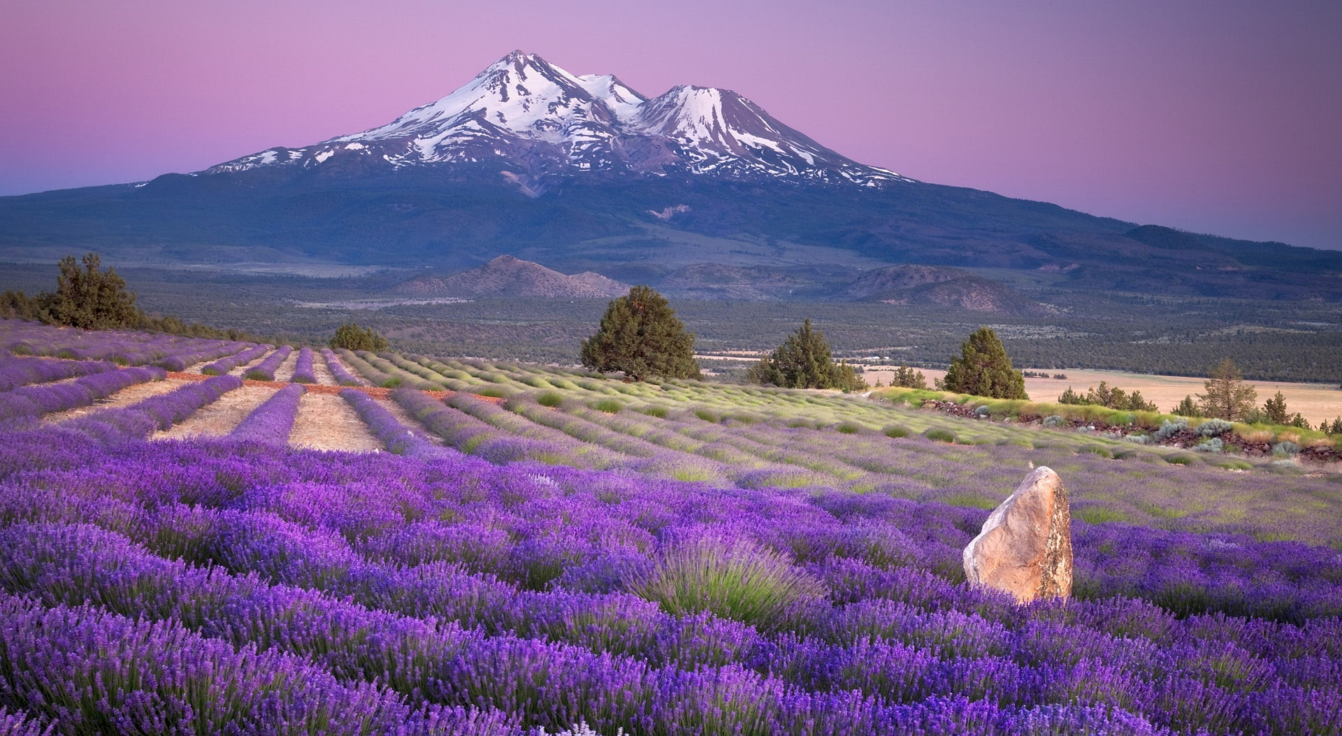 Mount Shasta, California, purple petaled flower field and white mountain