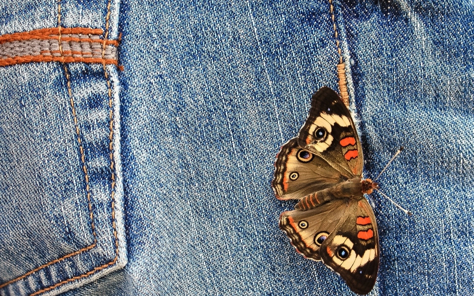 brown common buckeye butterfly, jeans, wings, denim, blue, clothing