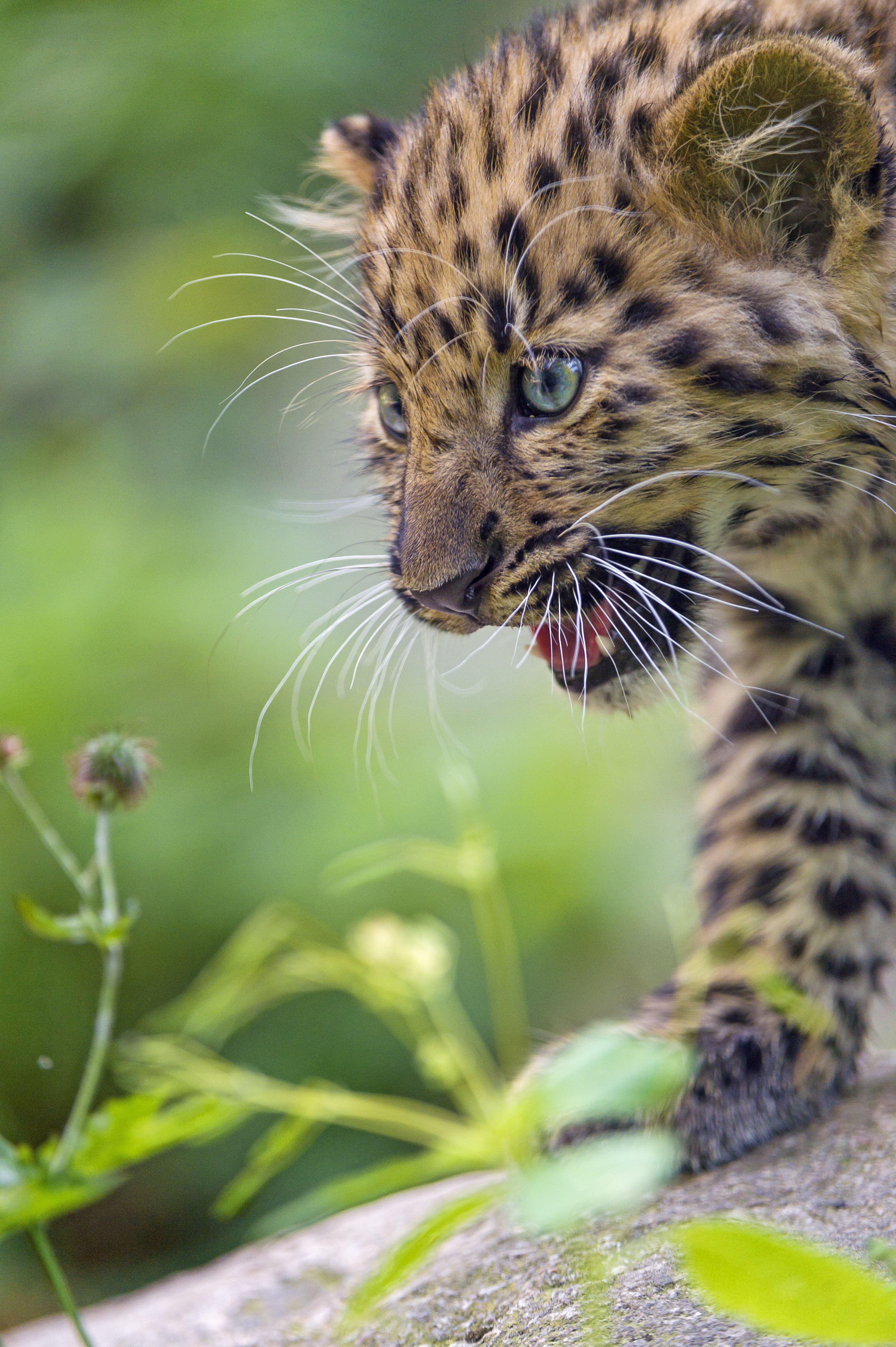 Bengal Cat photography, leopard, leopard, Amur leopard, cub, profile