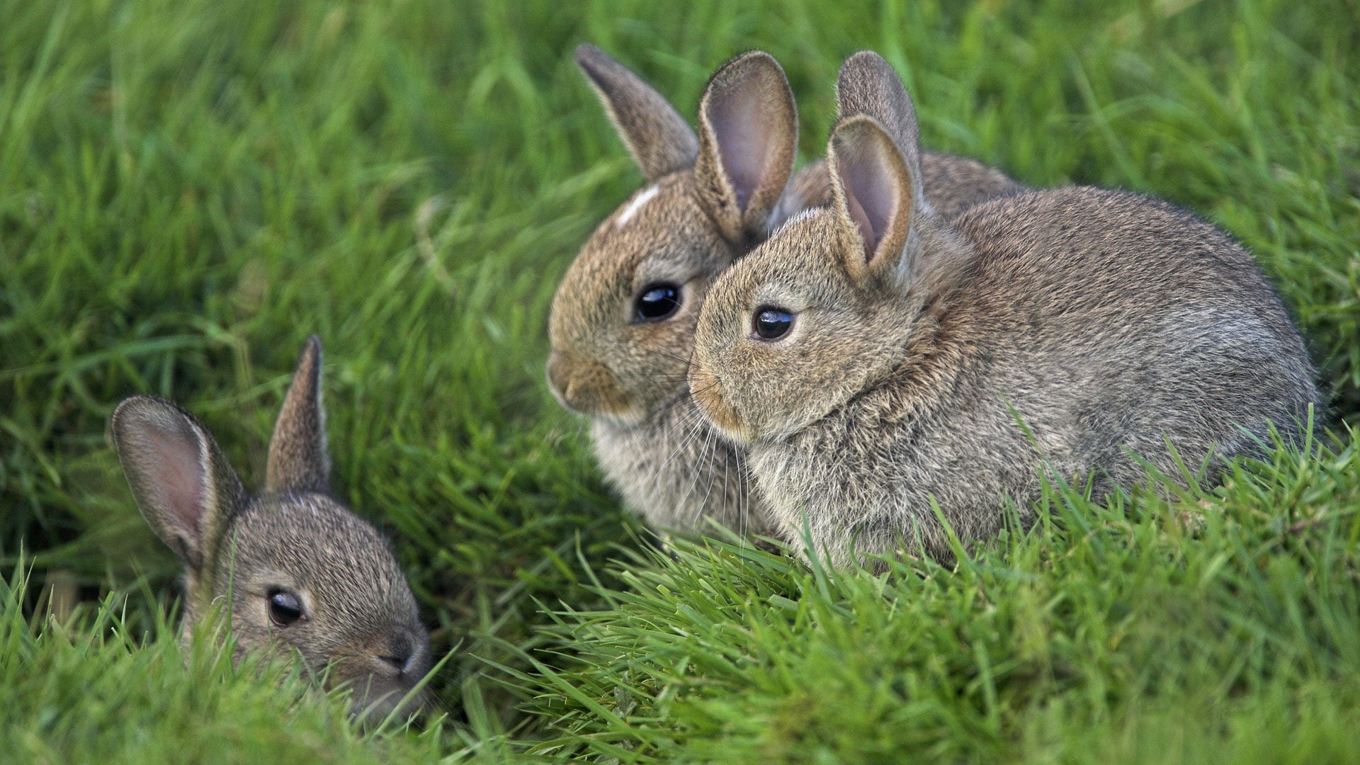 three brown rabbits, grass, ears, eyes, rabbit - Animal, cute