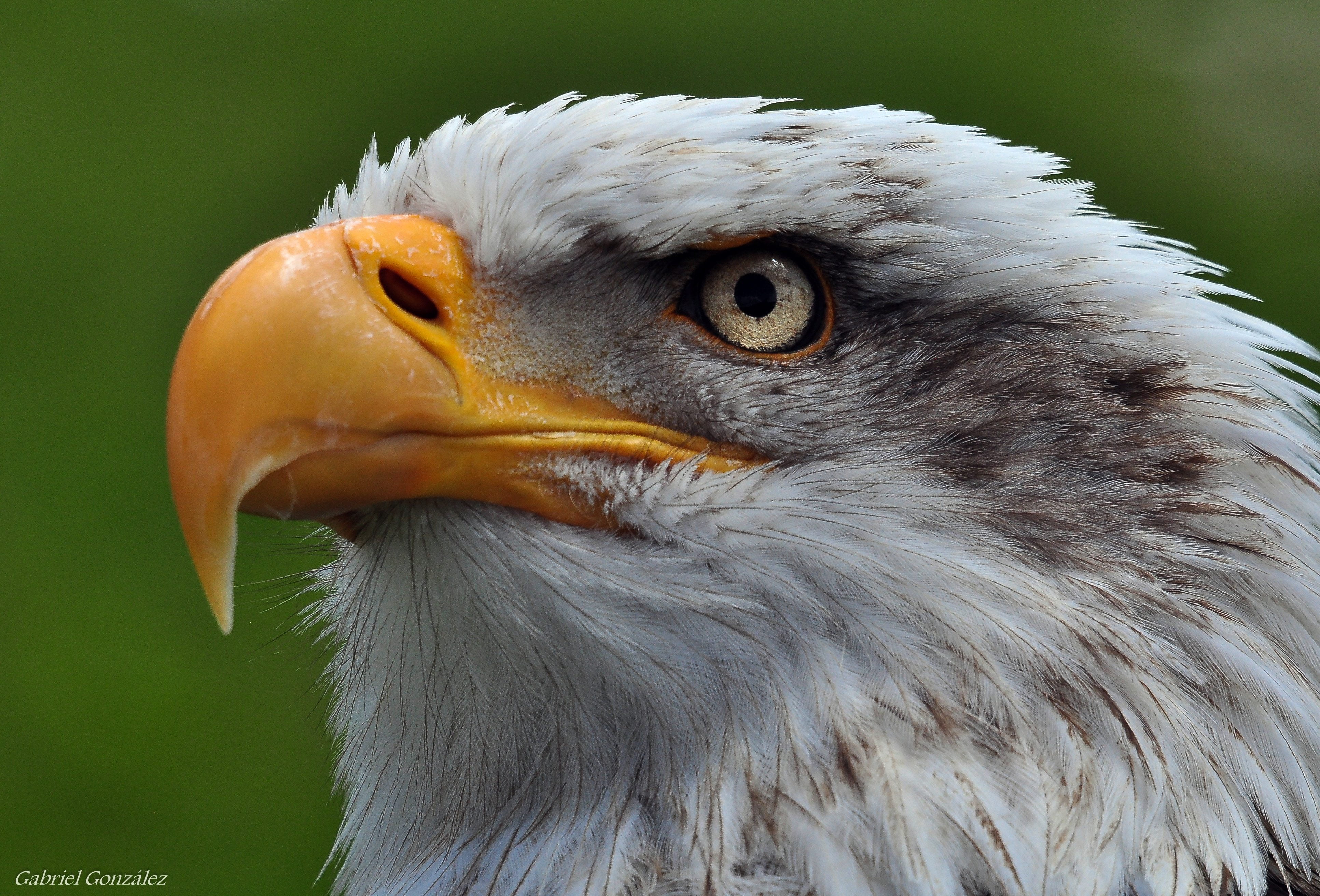 white eagle, aves, birds, raptors, Nikon D90, Sigma, animals