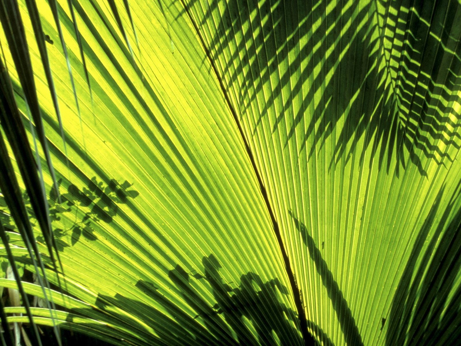 plants, leaves, tropical, shadow, palm tree, palm leaf, tropical climate
