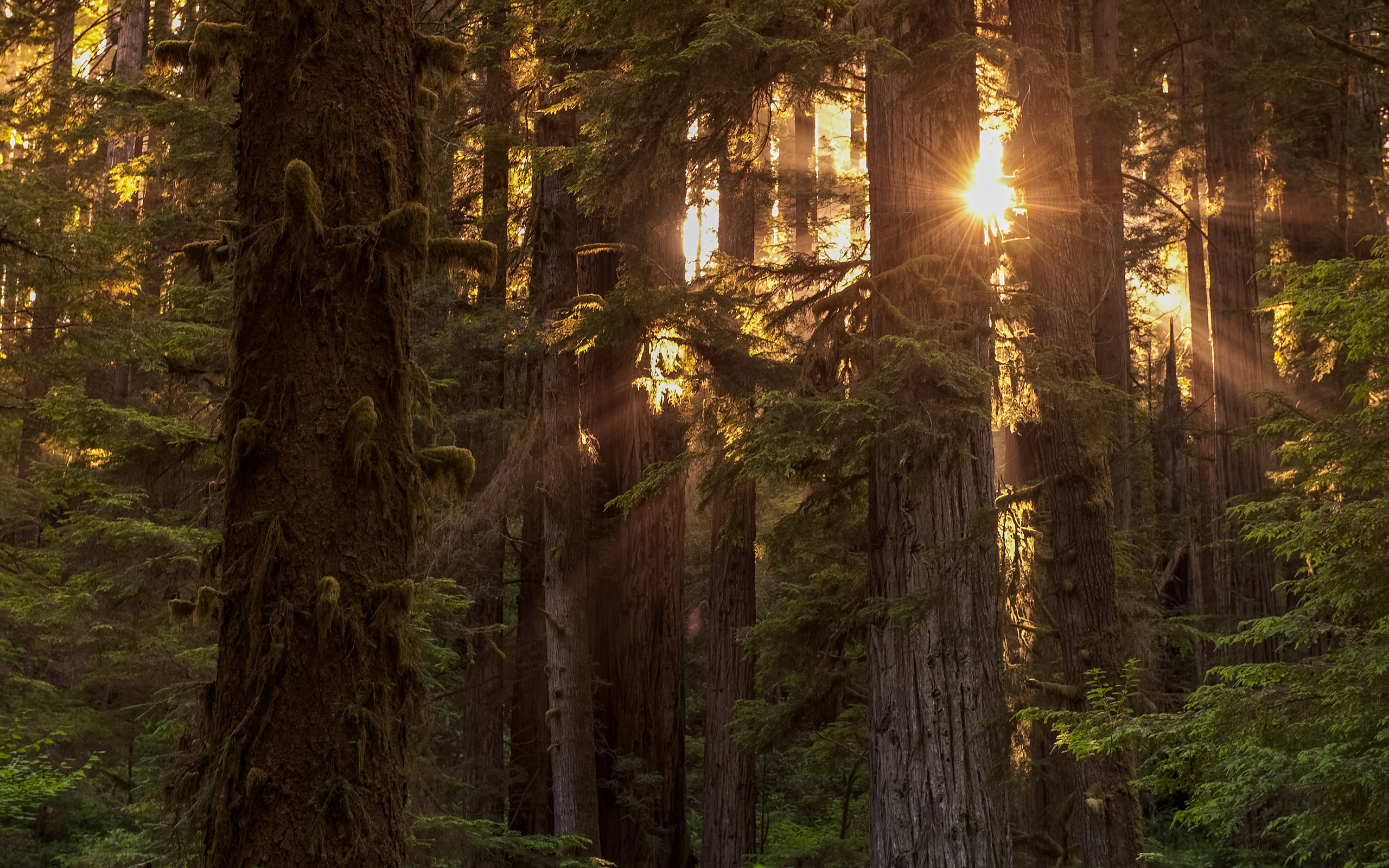 Forest Sunlight Trees Redwood HD, nature