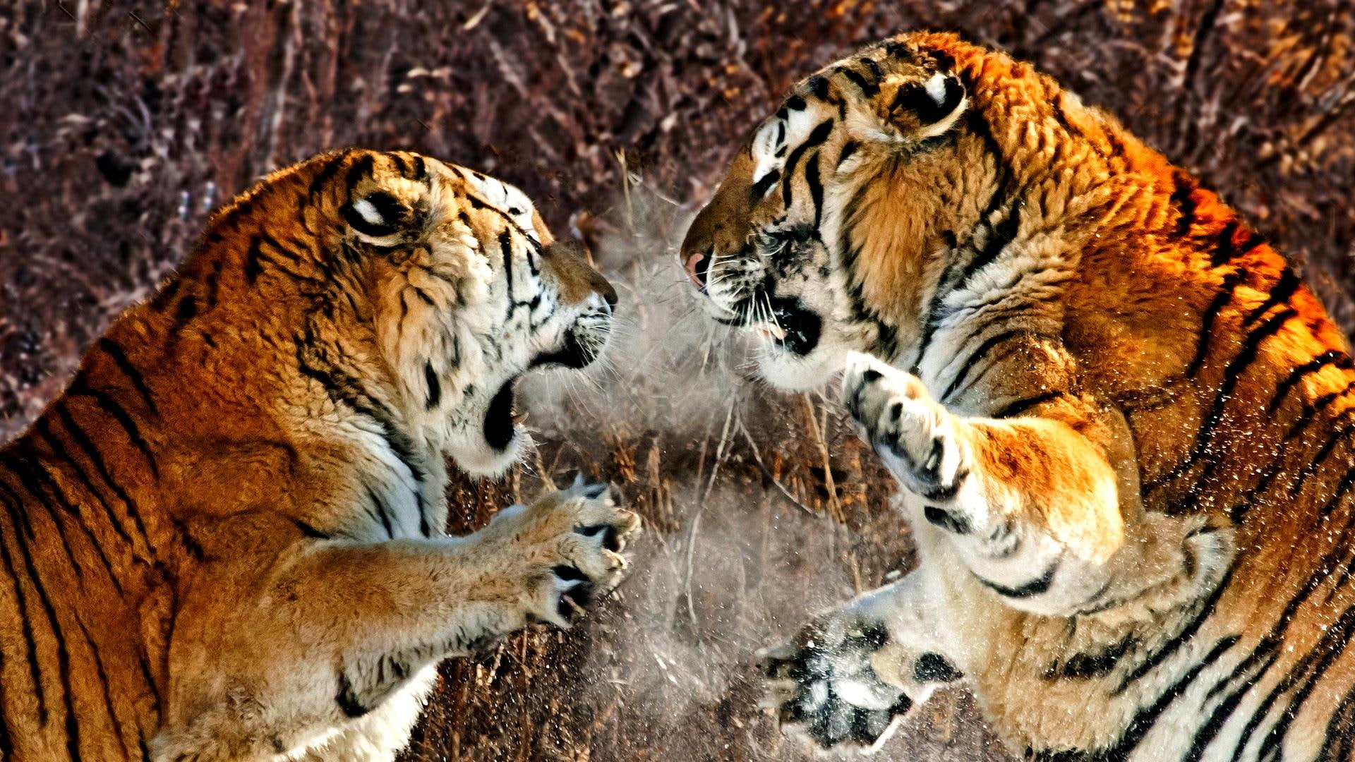 Territorial Fight, 2 bengal tigers, seasons, enemy, strength