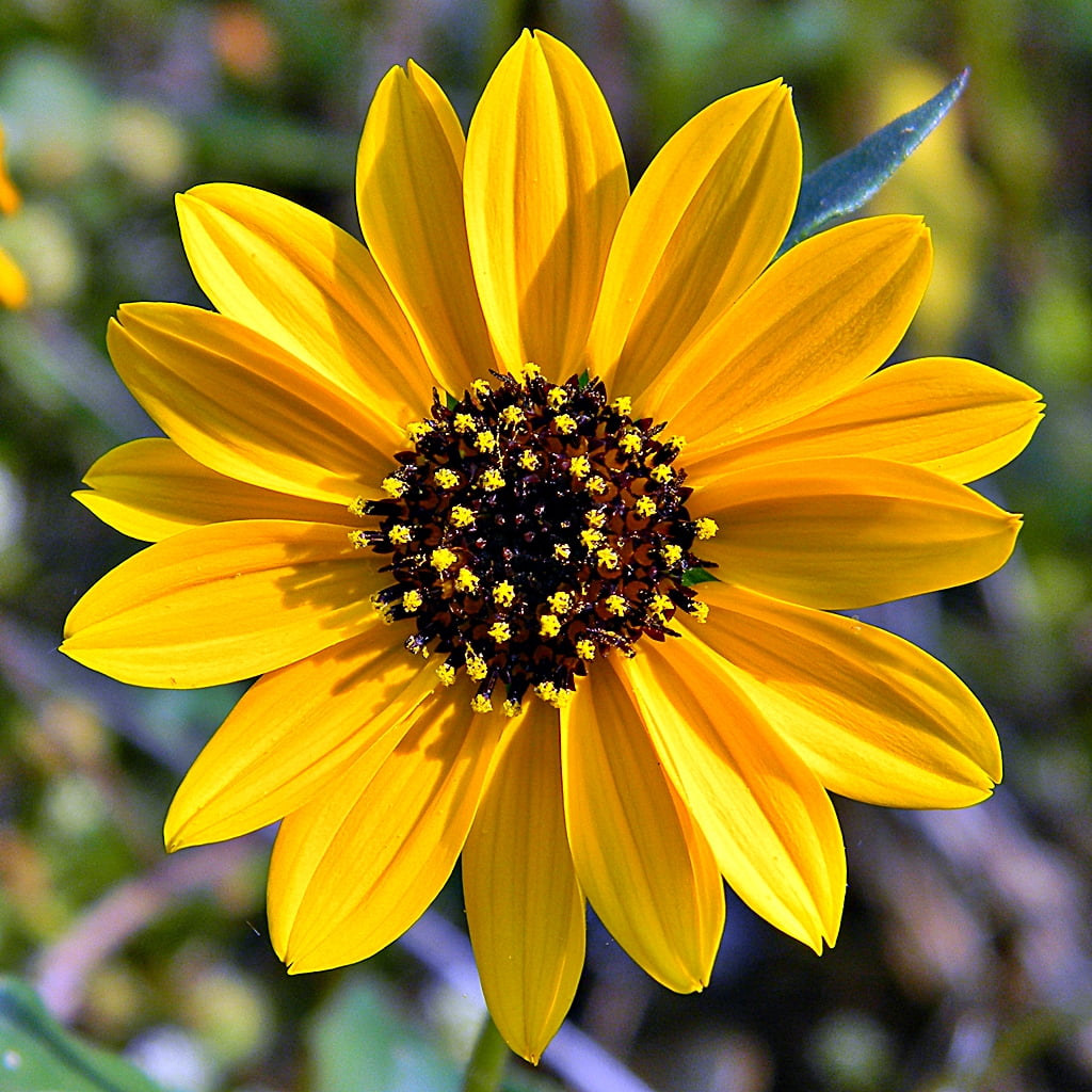 macro photography of sunflower, Tournesol, la, Plage, Helianthus debilis