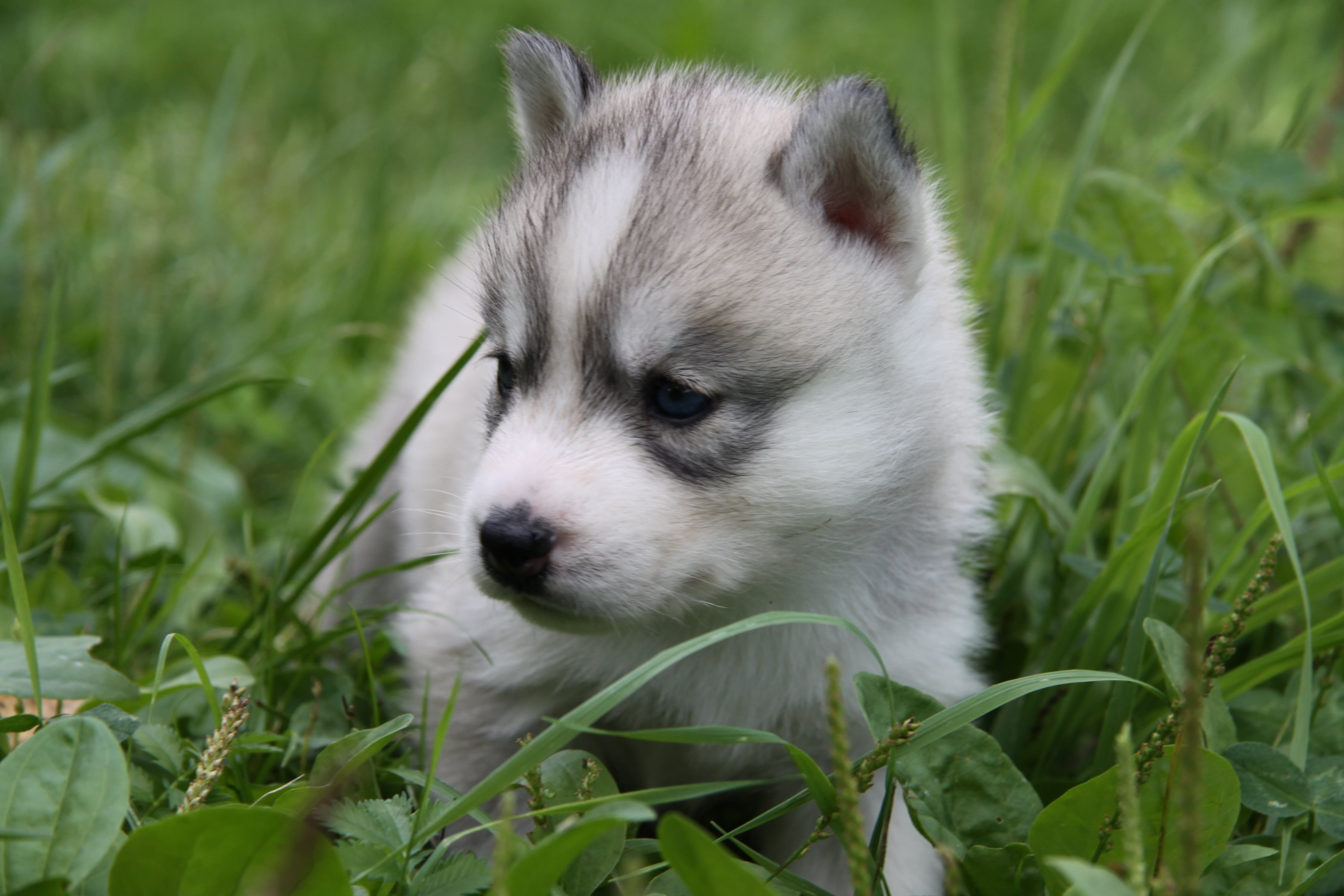 gray and white Siberian Husky puppy, face, grass, sit, sled Dog