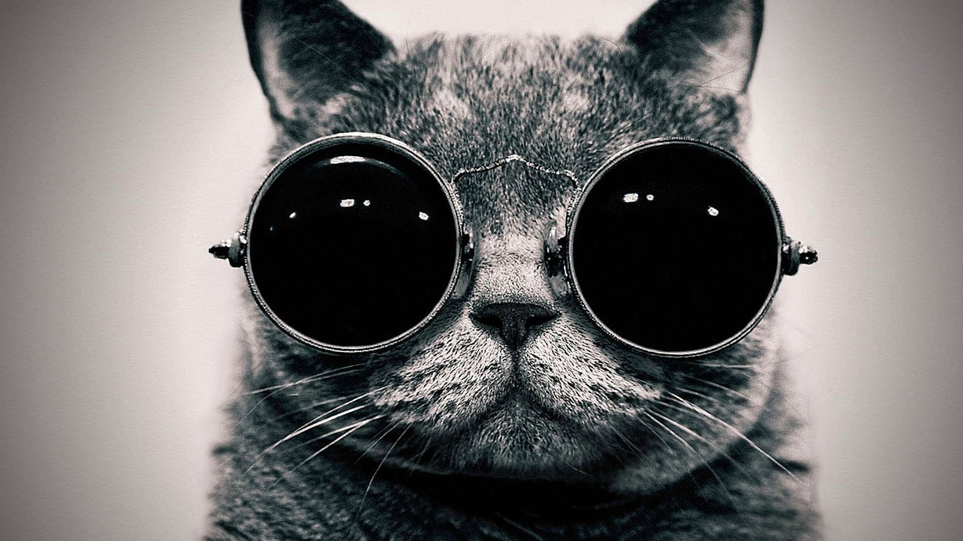 Cat with Goggles HD, cat with sunglasses, black and white, cute