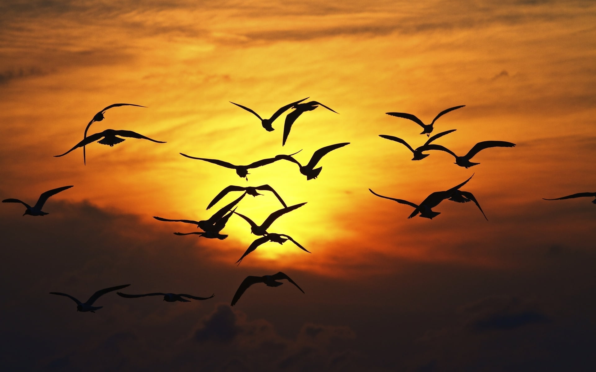 flock of silhouette of birds, the sky, freedom, the sun, flight