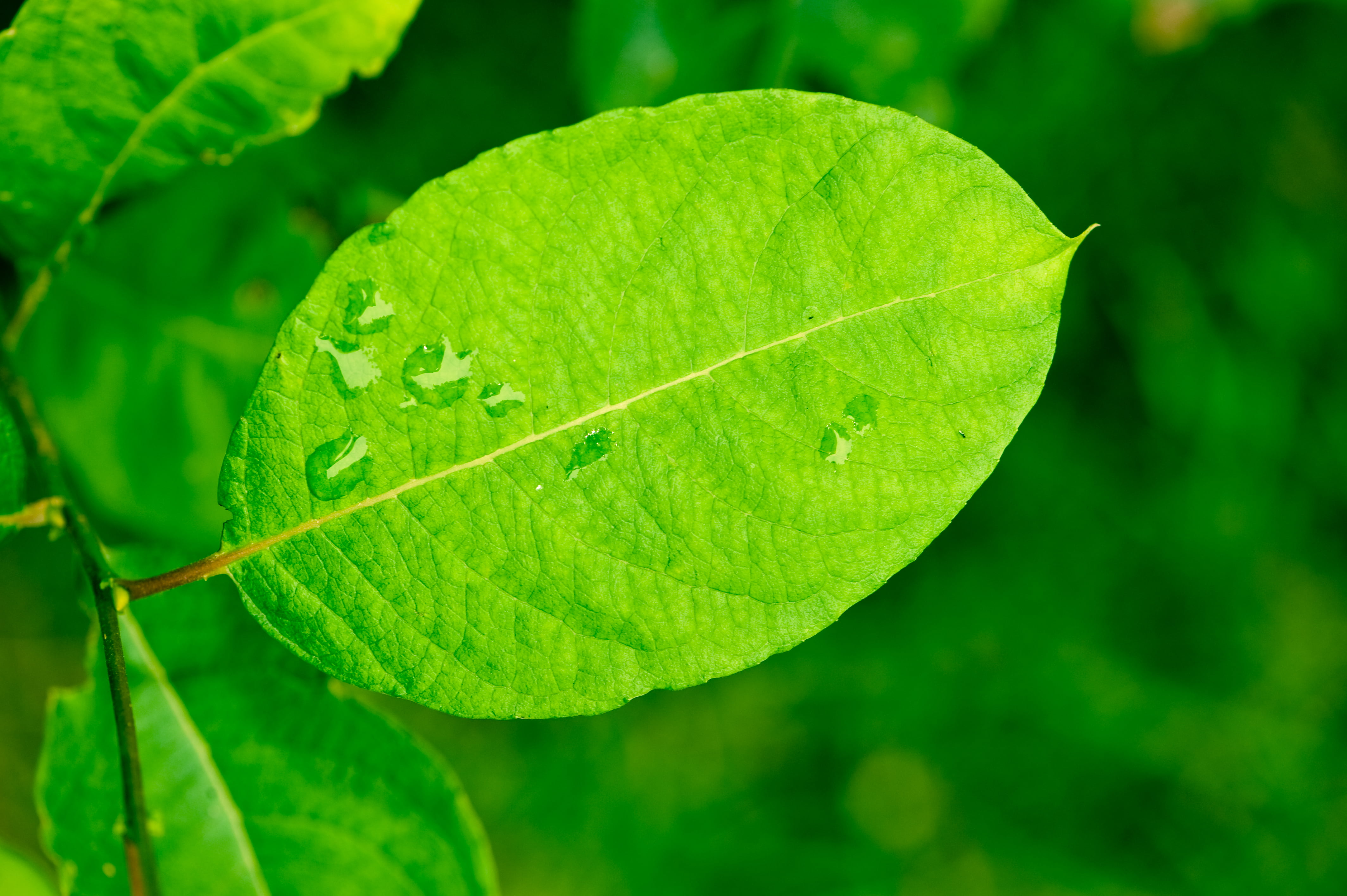 shallow focus photography green leaf, Background, hd, high, quality