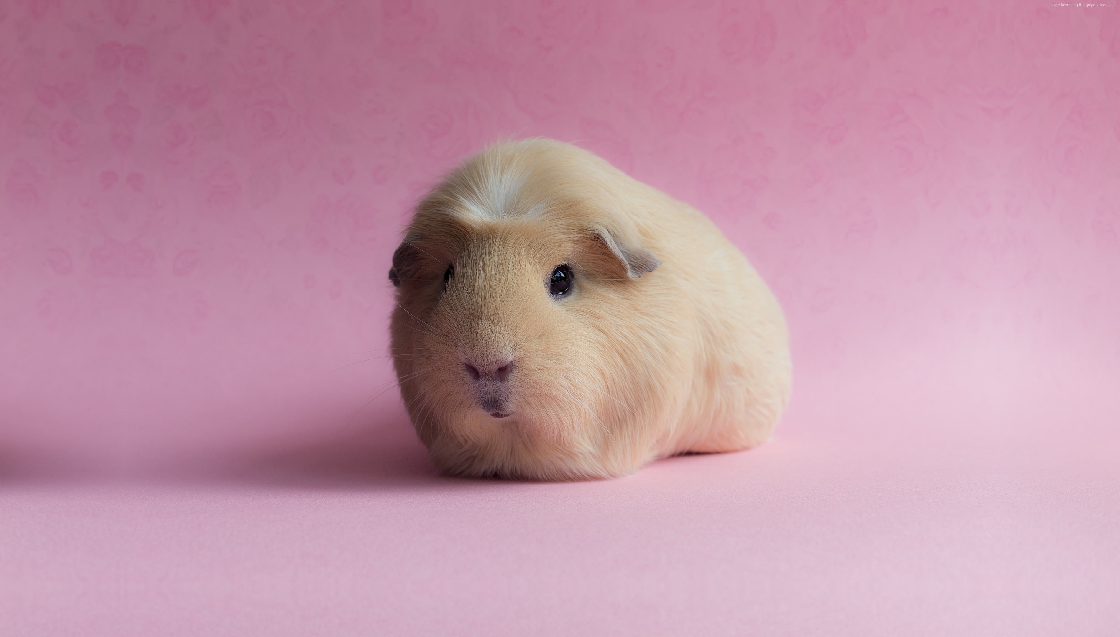 Guinea Pig, funny animals, pink