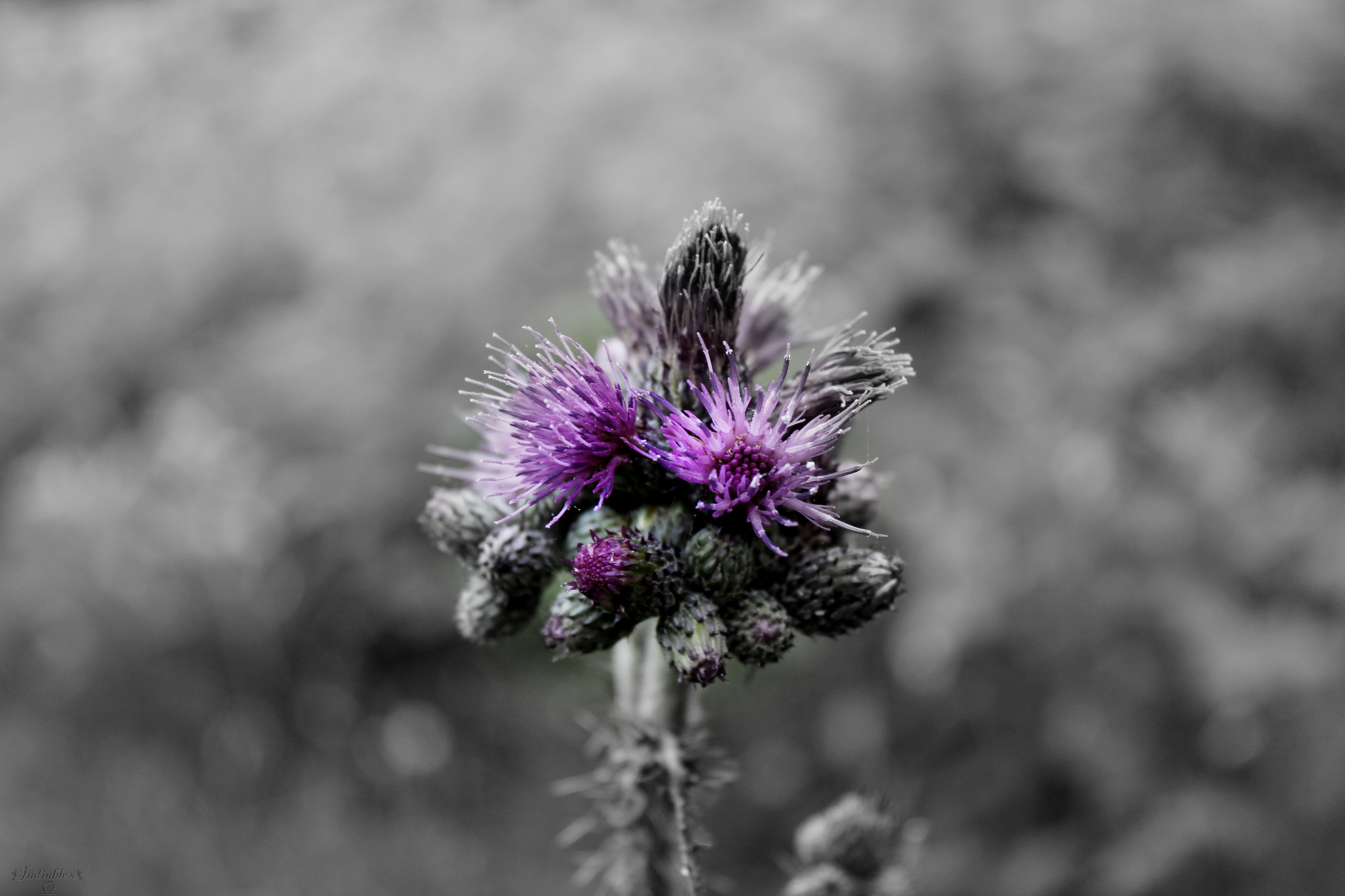 macro, flowers, purple, nature, photographer, photography, monochrome