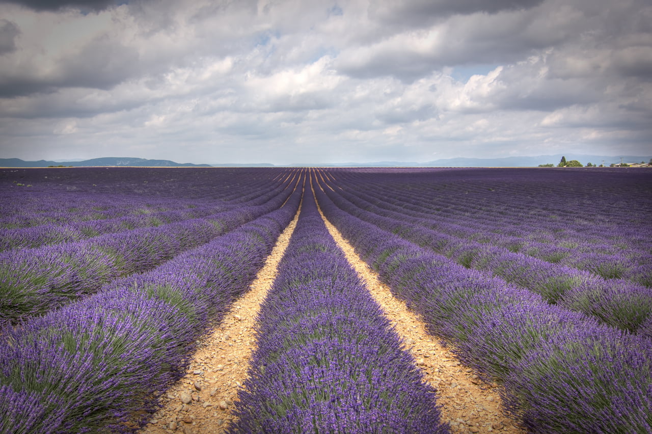 purple grass fields photo, Lavender, stripes, Moustiers-Sainte-Marie