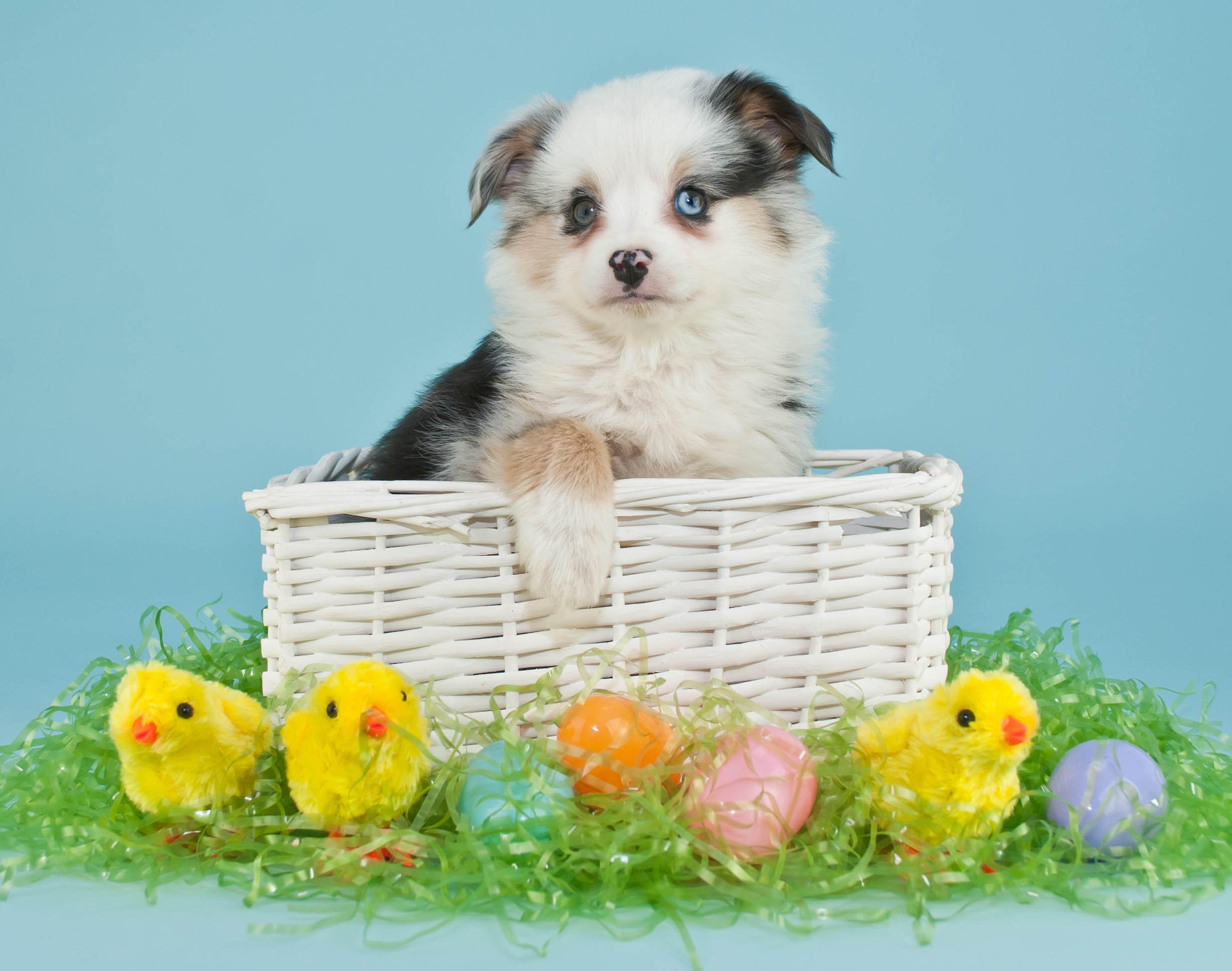 eggs, dog, Easter, Easter eggs