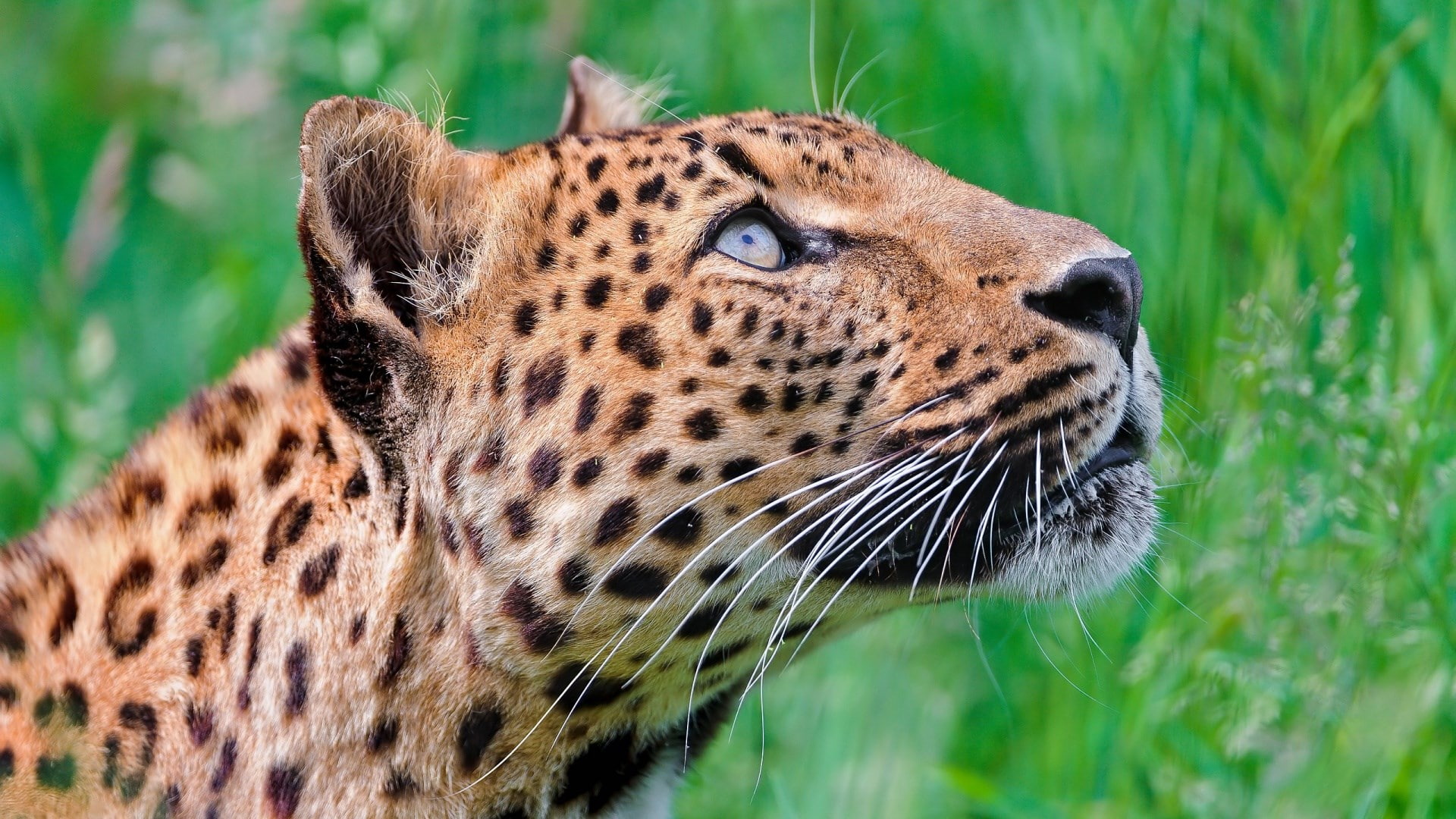 leopard