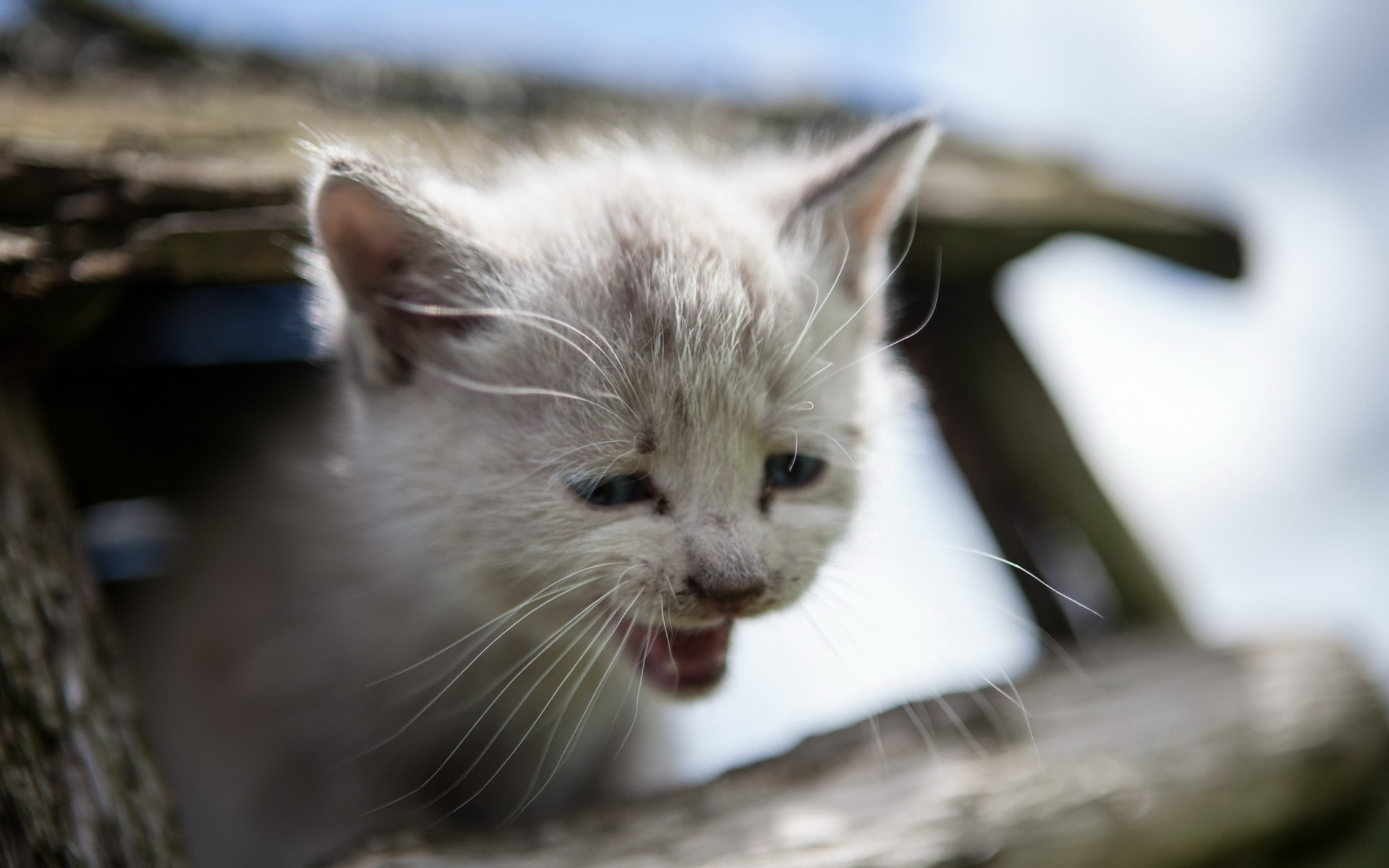 babies, cat, face, kitten