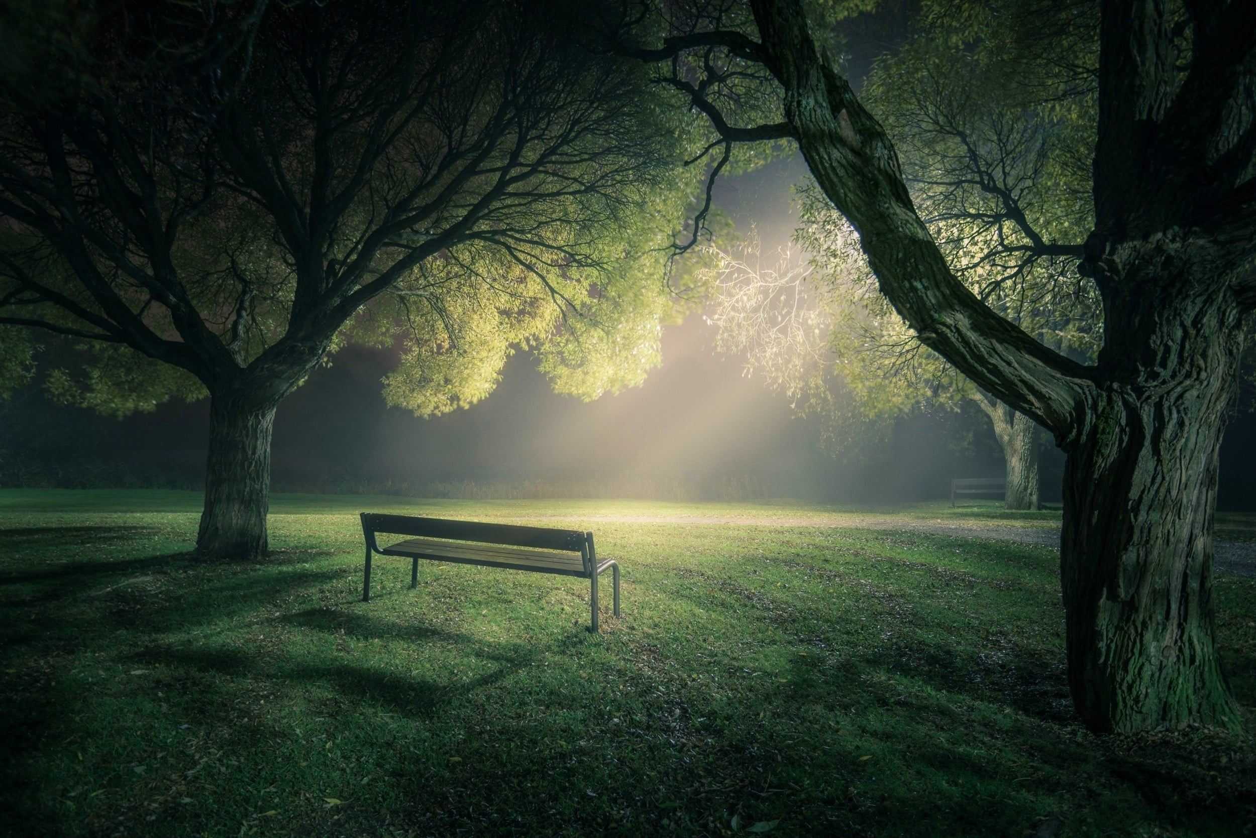 brown wooden bench, park, lawns, trees, nature, lights, green