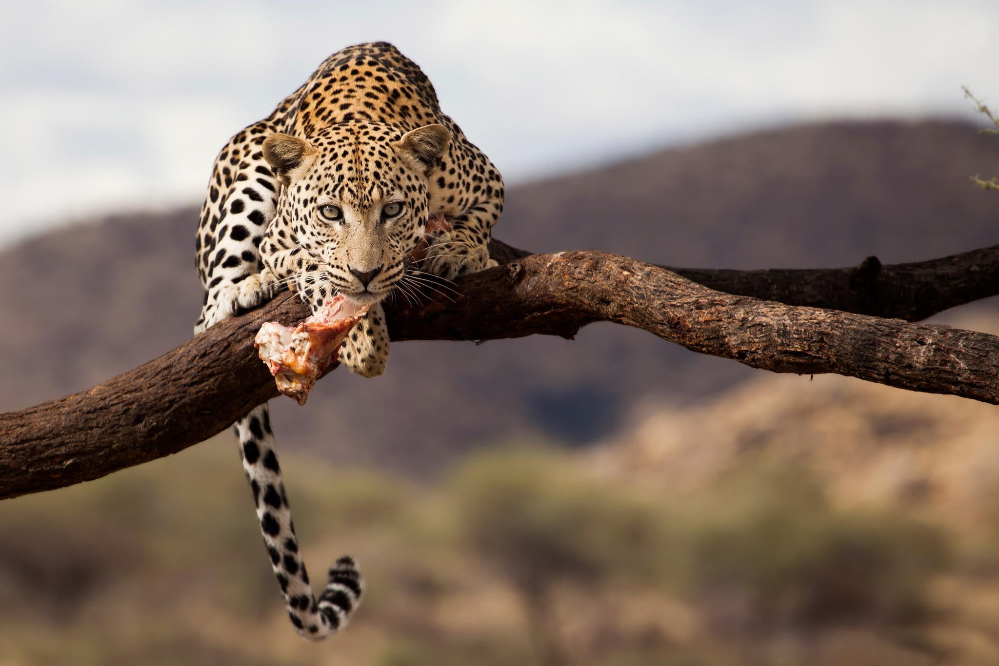 Leopard, Namibia, wildlife