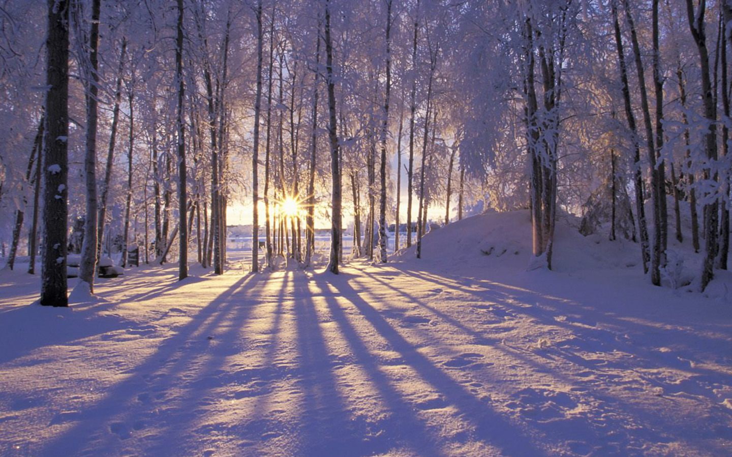 sunsets landscapes nature winter trees forest nausicaa alaska shadows winter landscapes 1440x900 Nature Forests HD Art